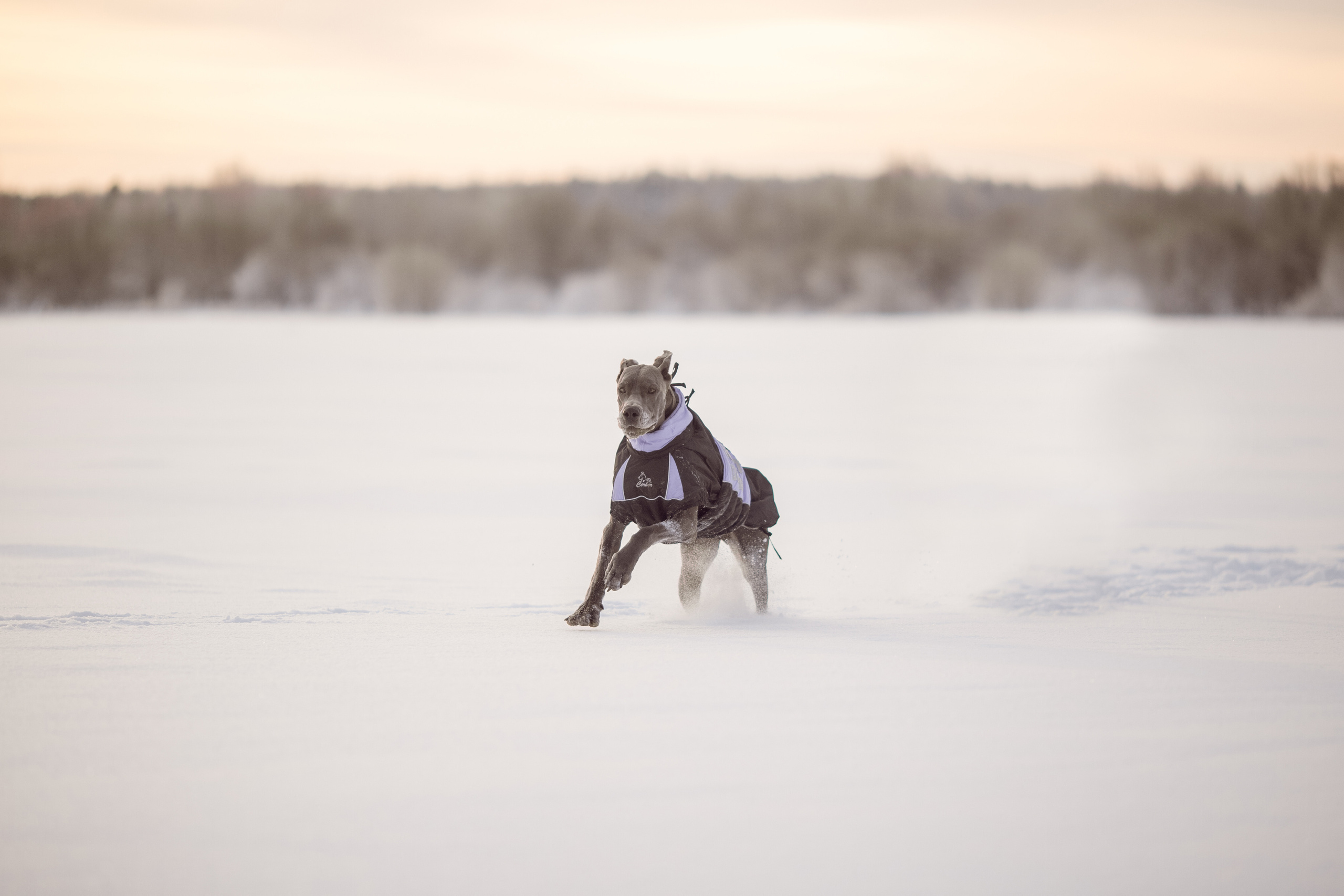 Серия фото с немецким догом
