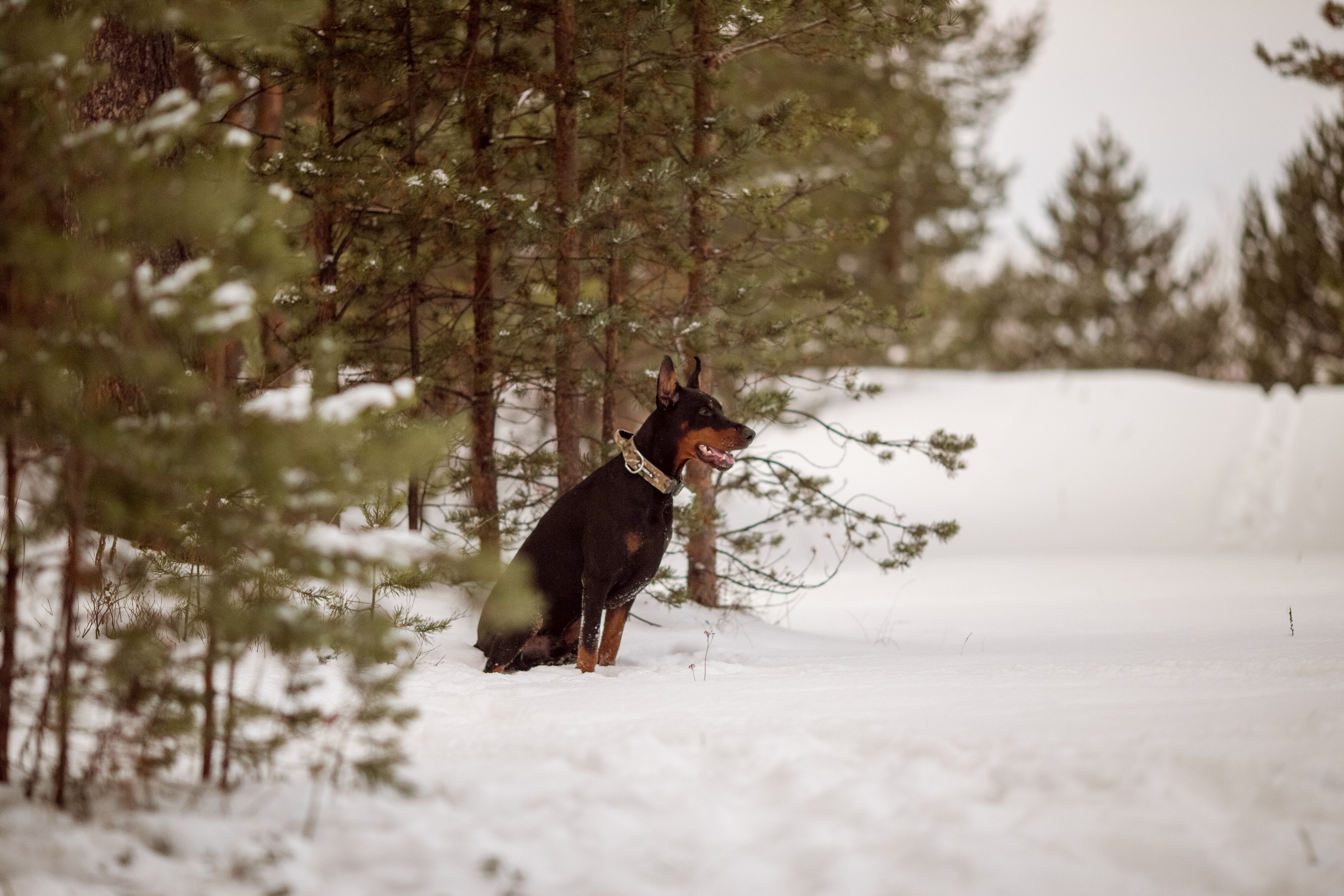 Фотосессия добермана