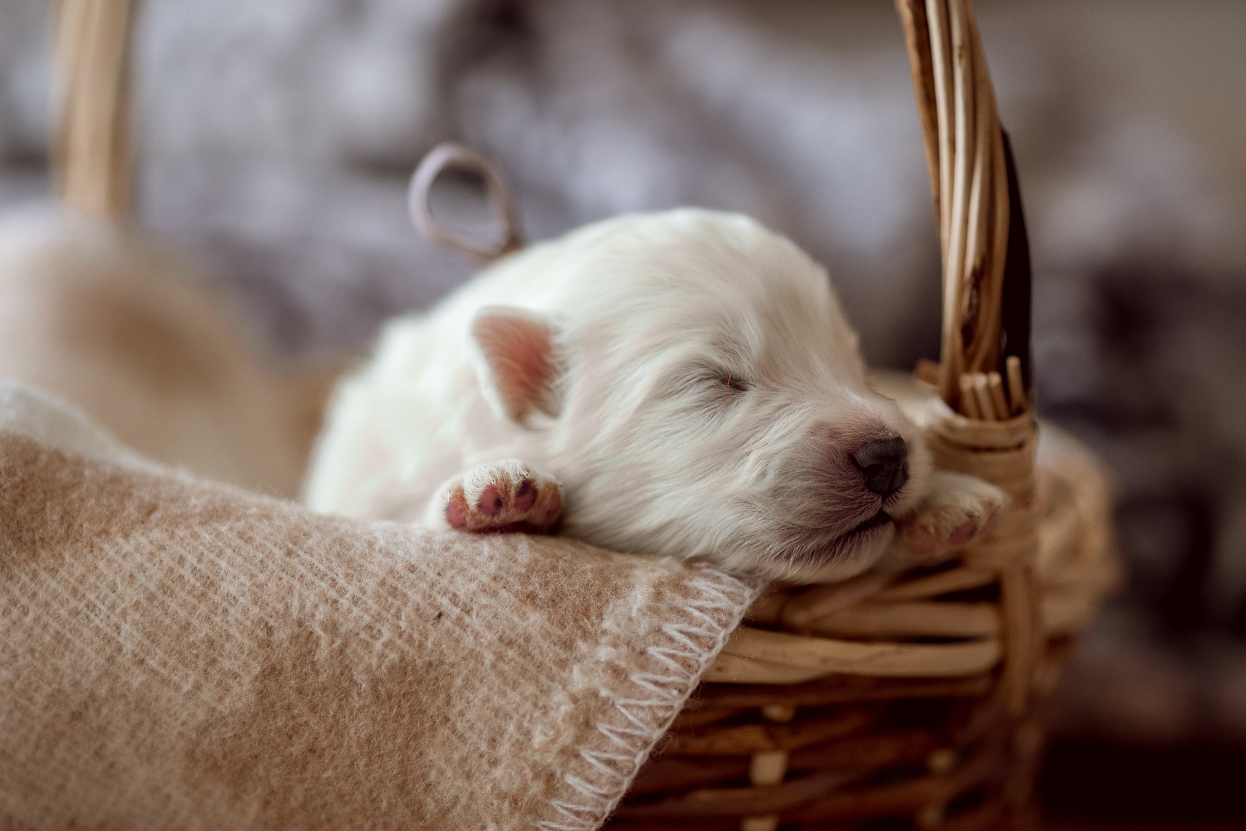 Съёмка щенков самоеда