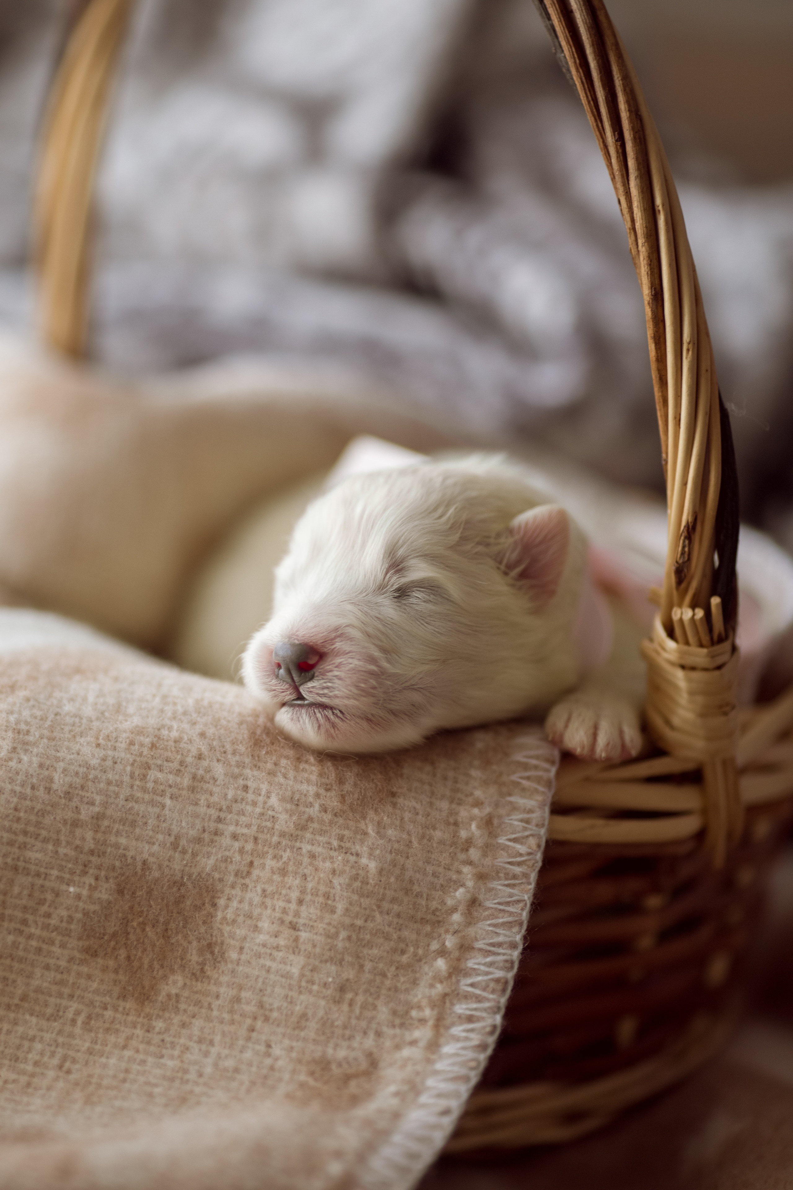 Съёмка щенков самоеда