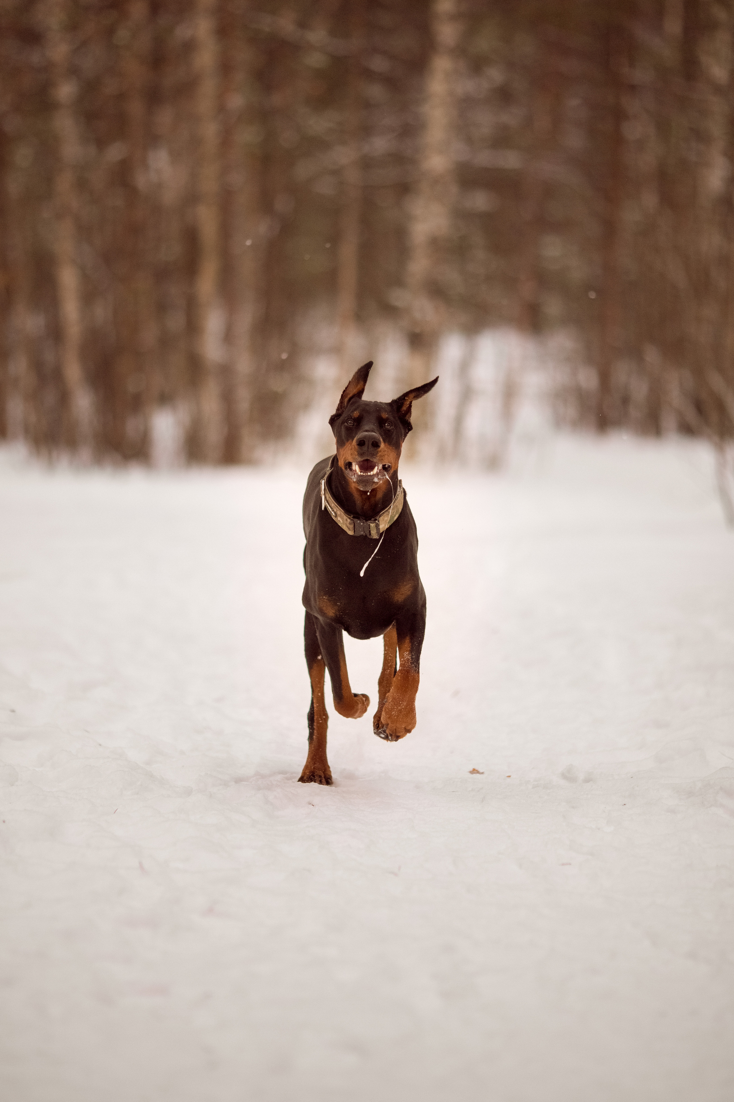 Фотосессия добермана
