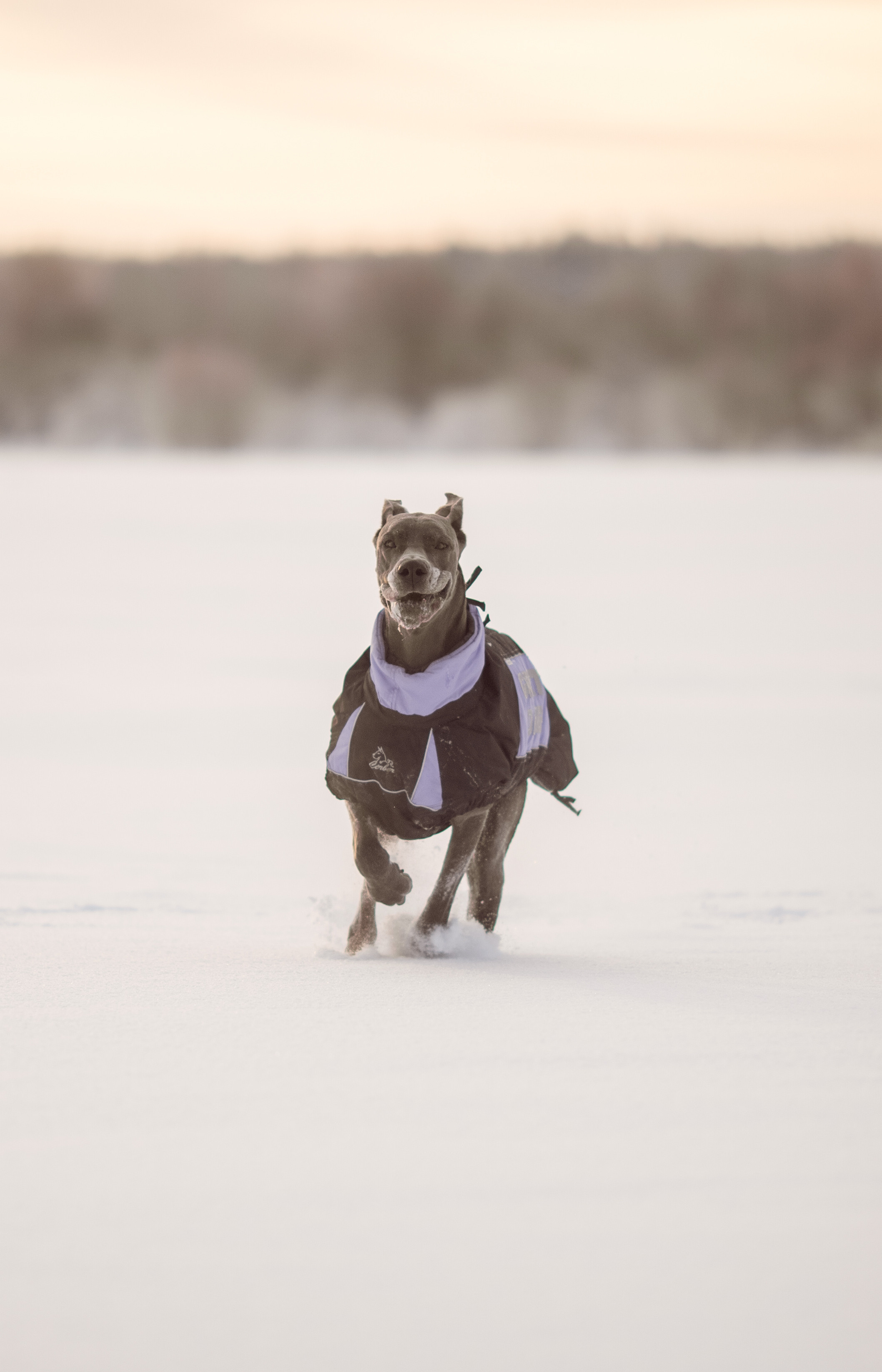 Серия фото с немецким догом