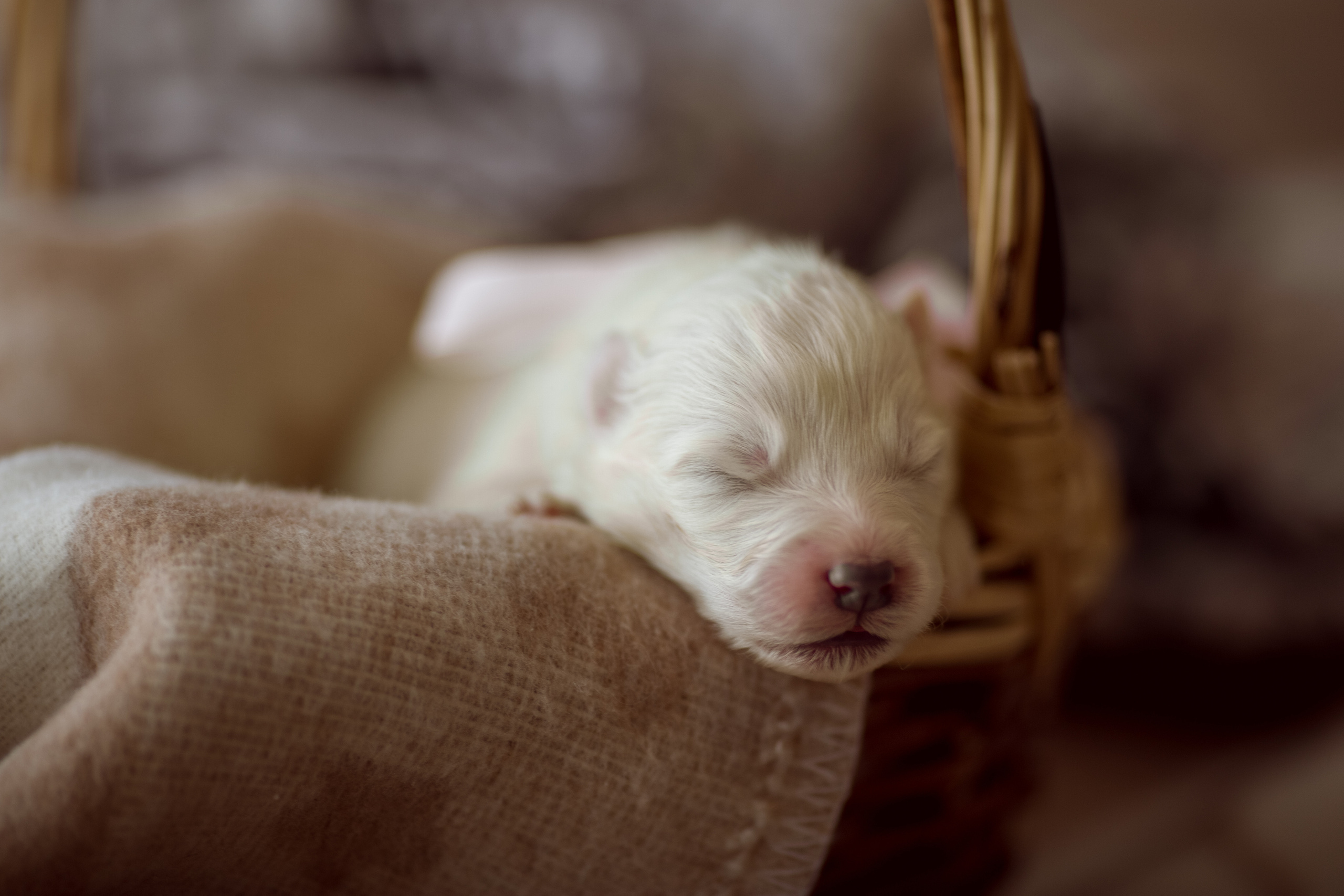 Съёмка щенков самоеда