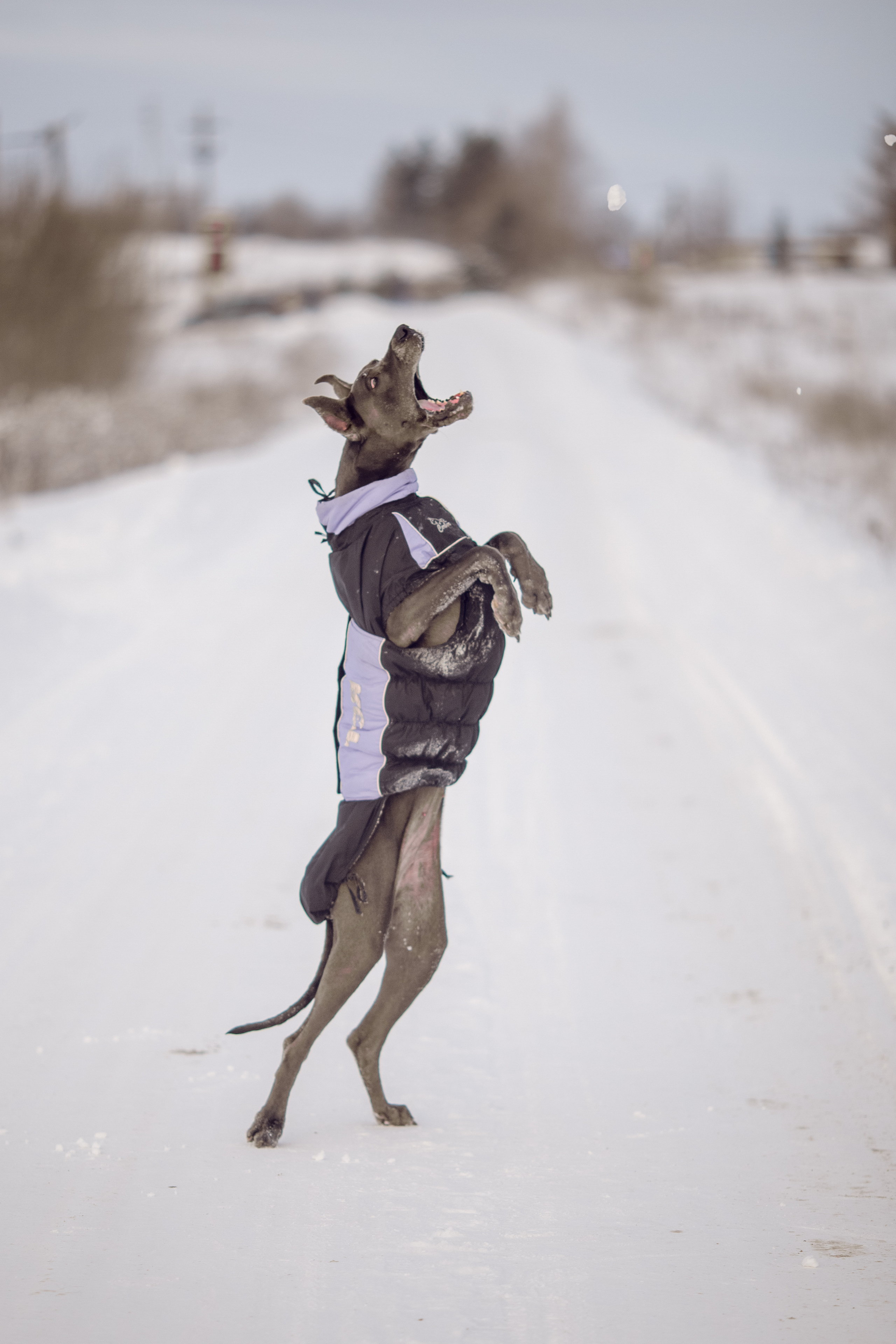 Серия фото с немецким догом