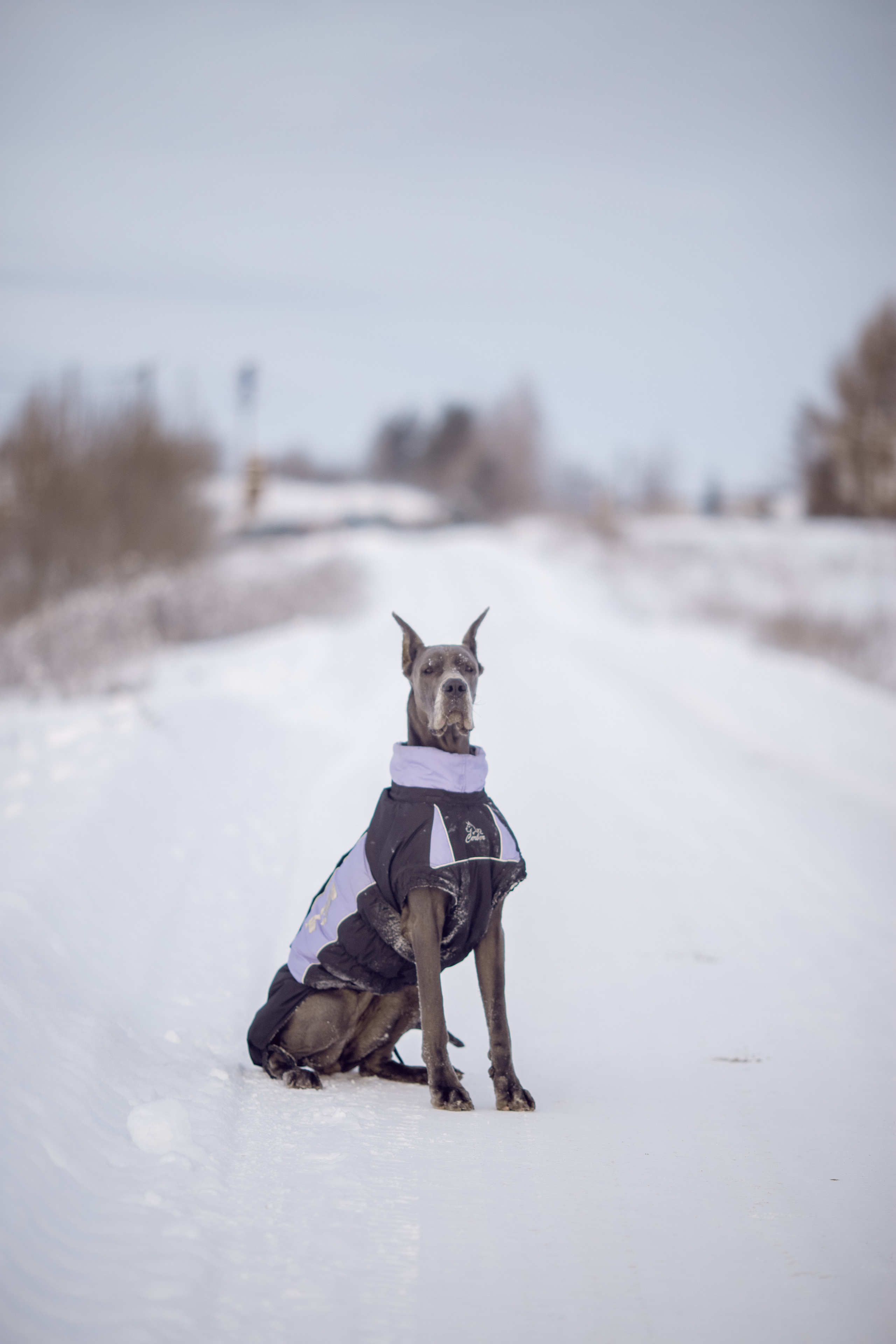 Серия фото с немецким догом