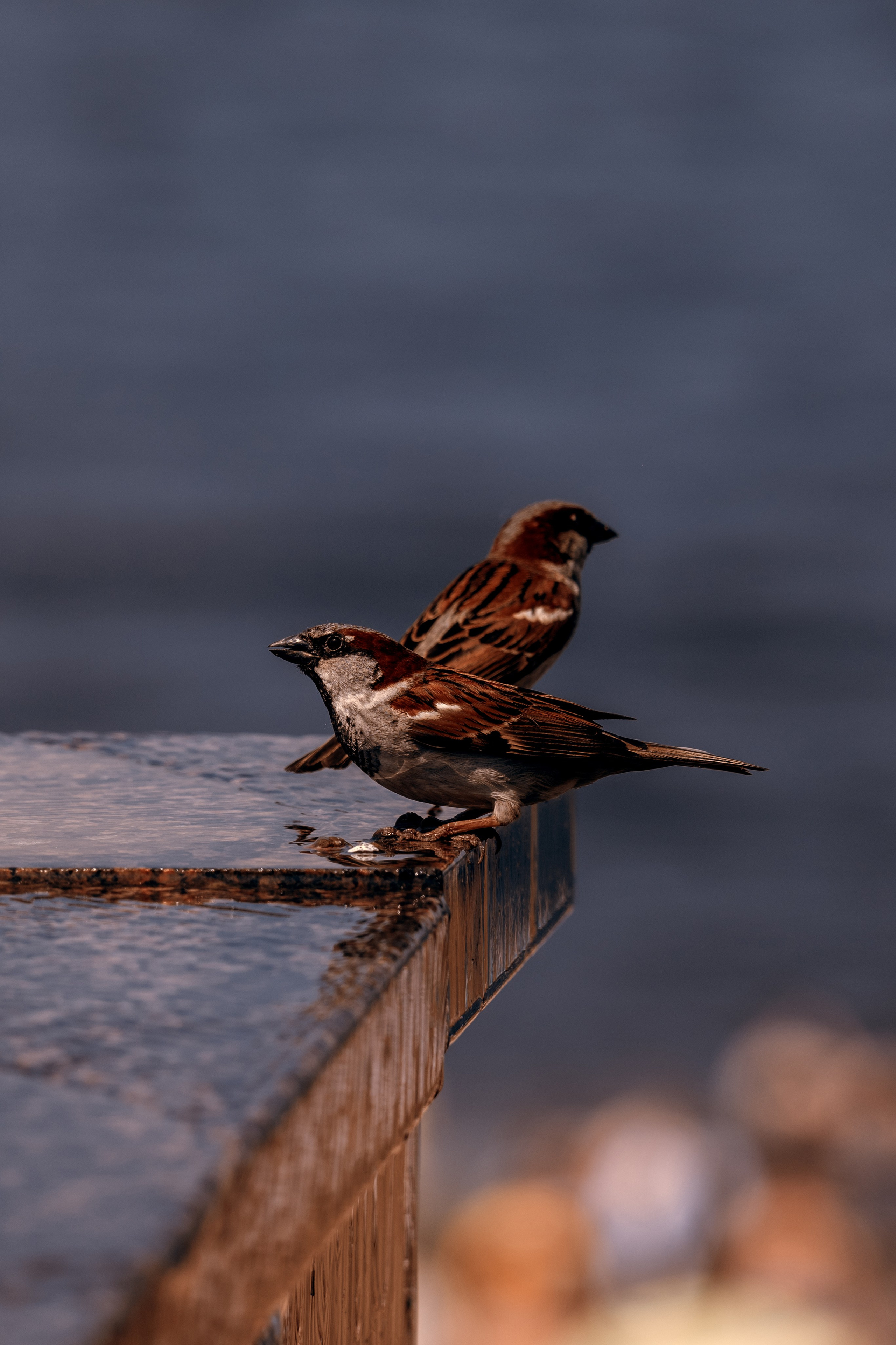Парад судов. Фотограф в Самаре Вадим Грязнов