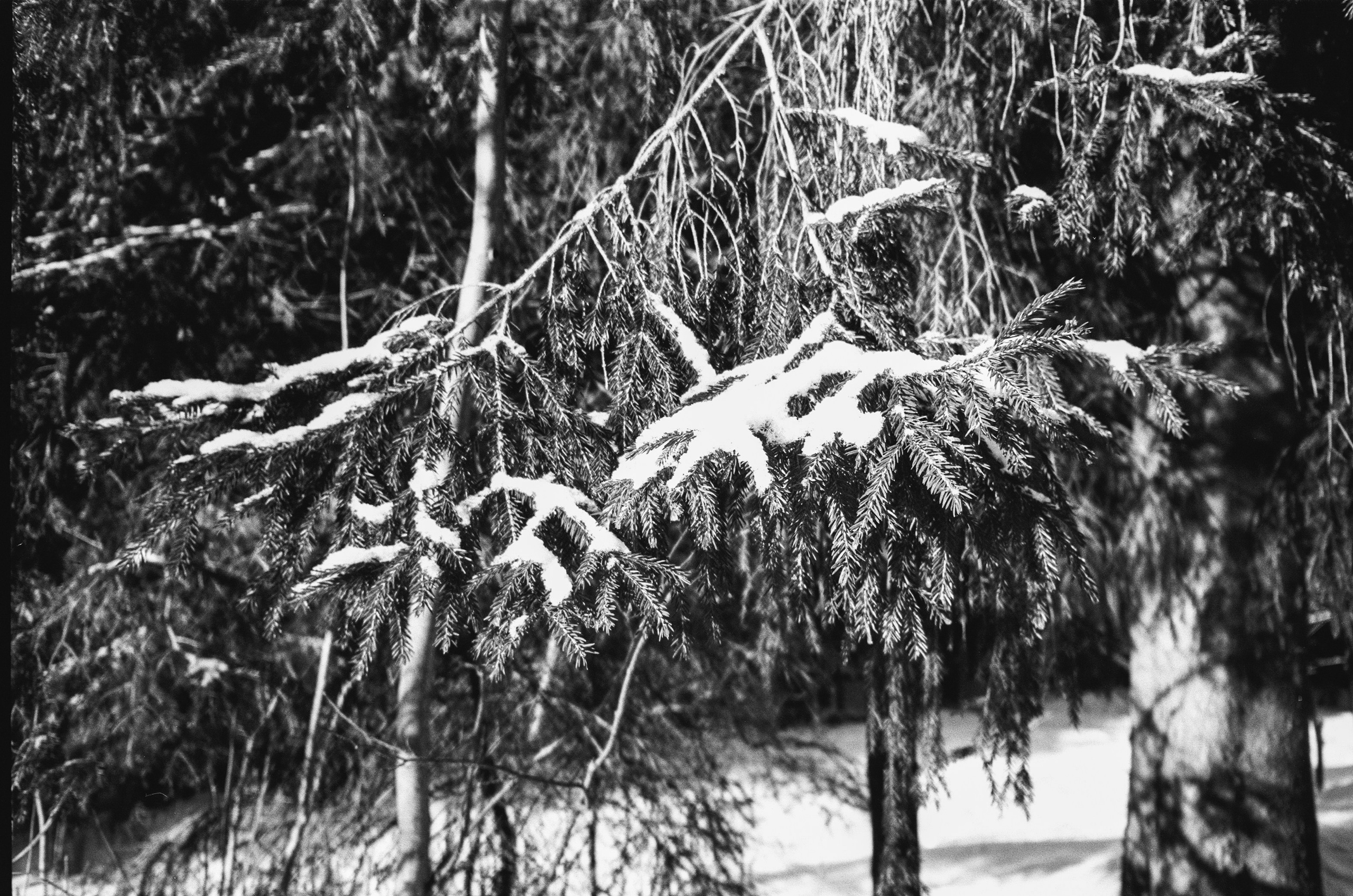 Nikon Action Touch (L35AW) / SFL T-25 / Давыдовское