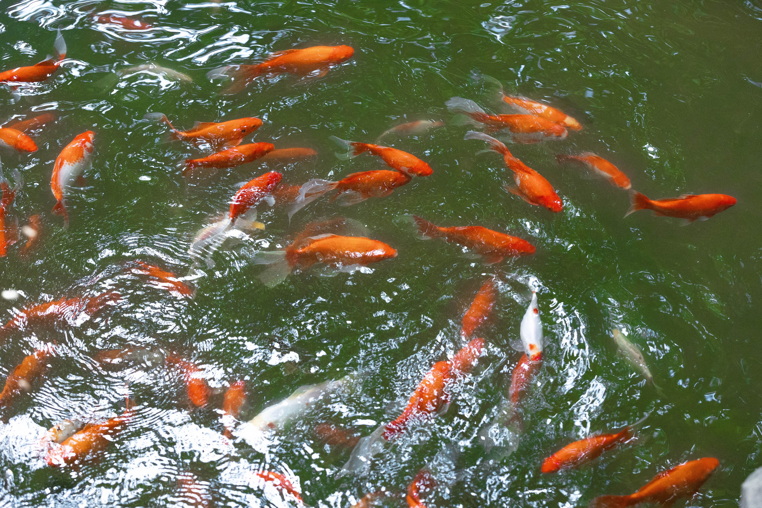 Зоопарк Малинки. Фотограф-АниМалист Анна Абрамова