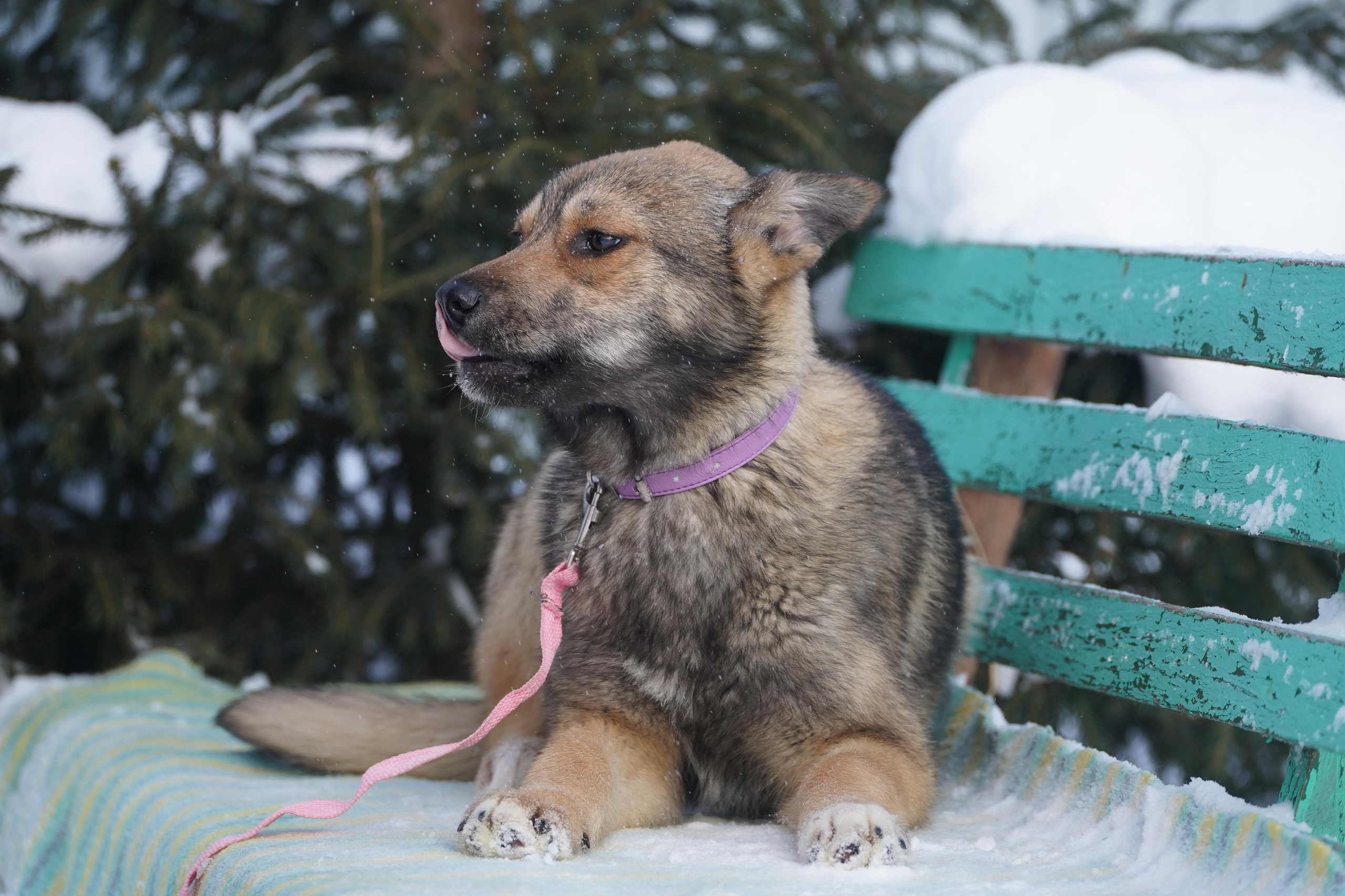 Подопечные приюта. Фотограф-анималист Анастасия Большакова