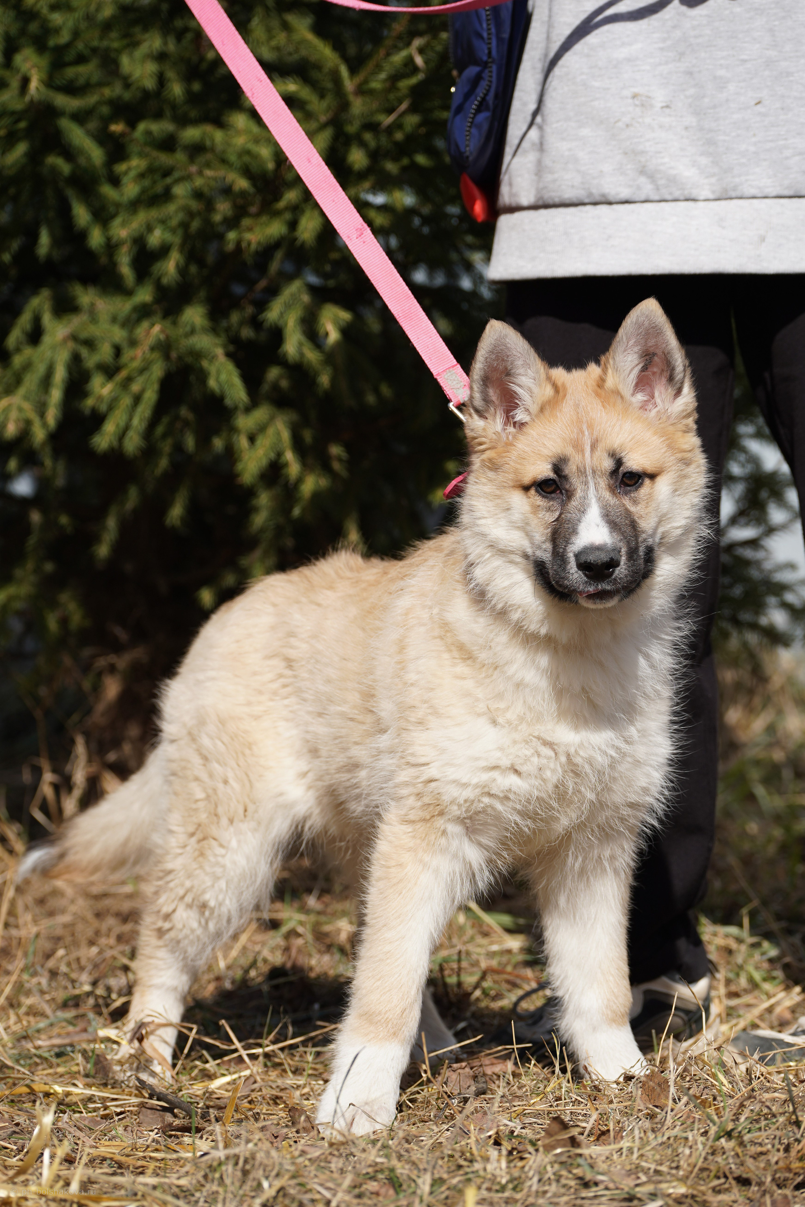 Подопечные приюта. Фотограф-анималист Анастасия Большакова