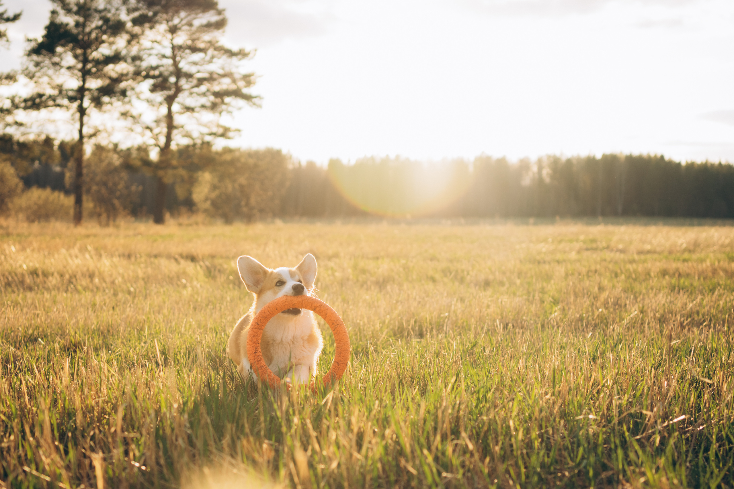 Тако. Фотограф-анималист Анастасия Большакова