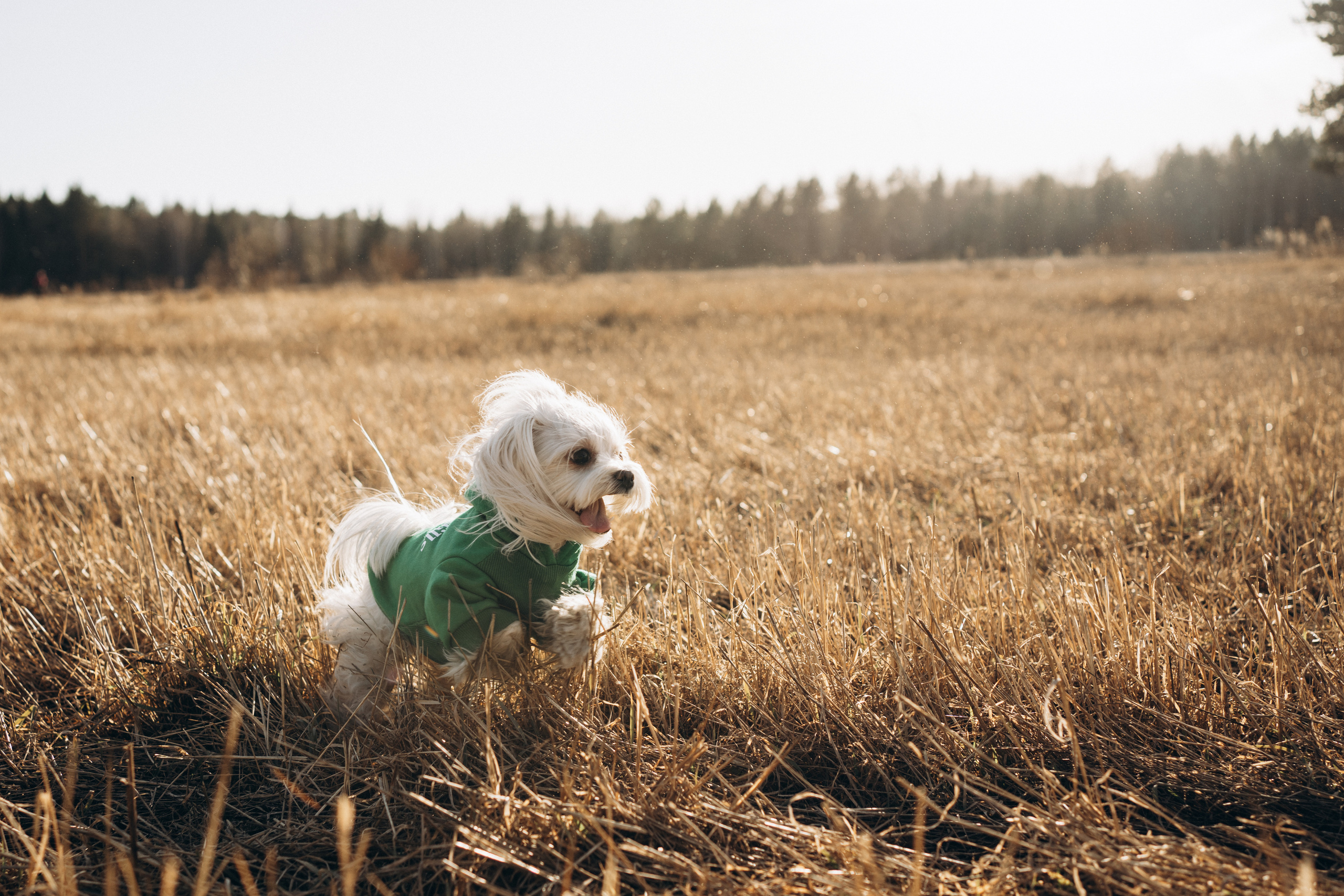 Лиза. Фотограф-анималист Анастасия Большакова