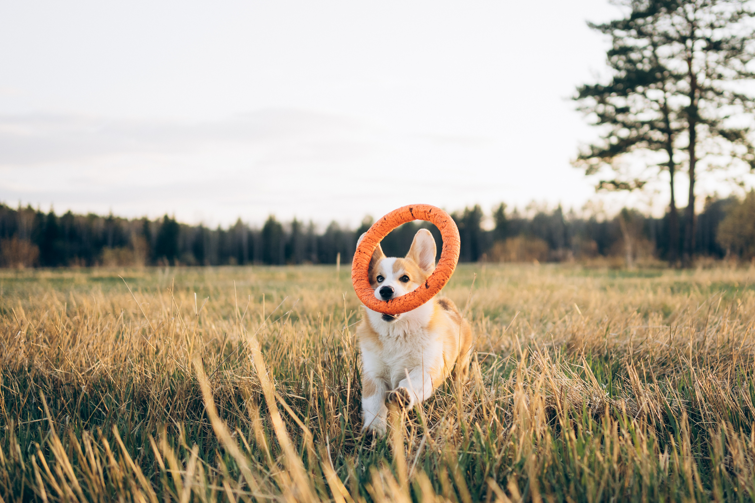 Тако. Фотограф-анималист Анастасия Большакова