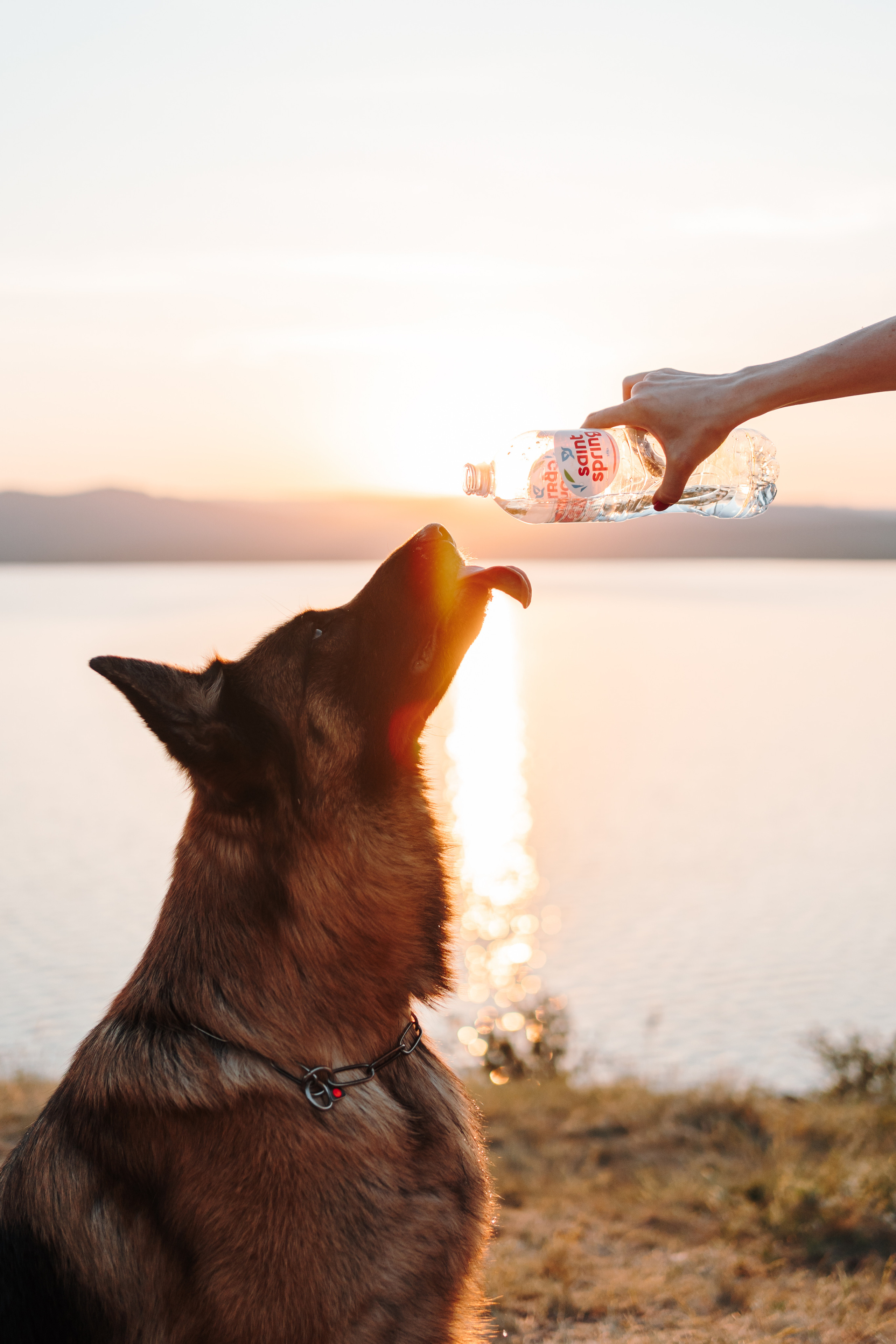 Хонда. Фотограф-анималист Анастасия Большакова