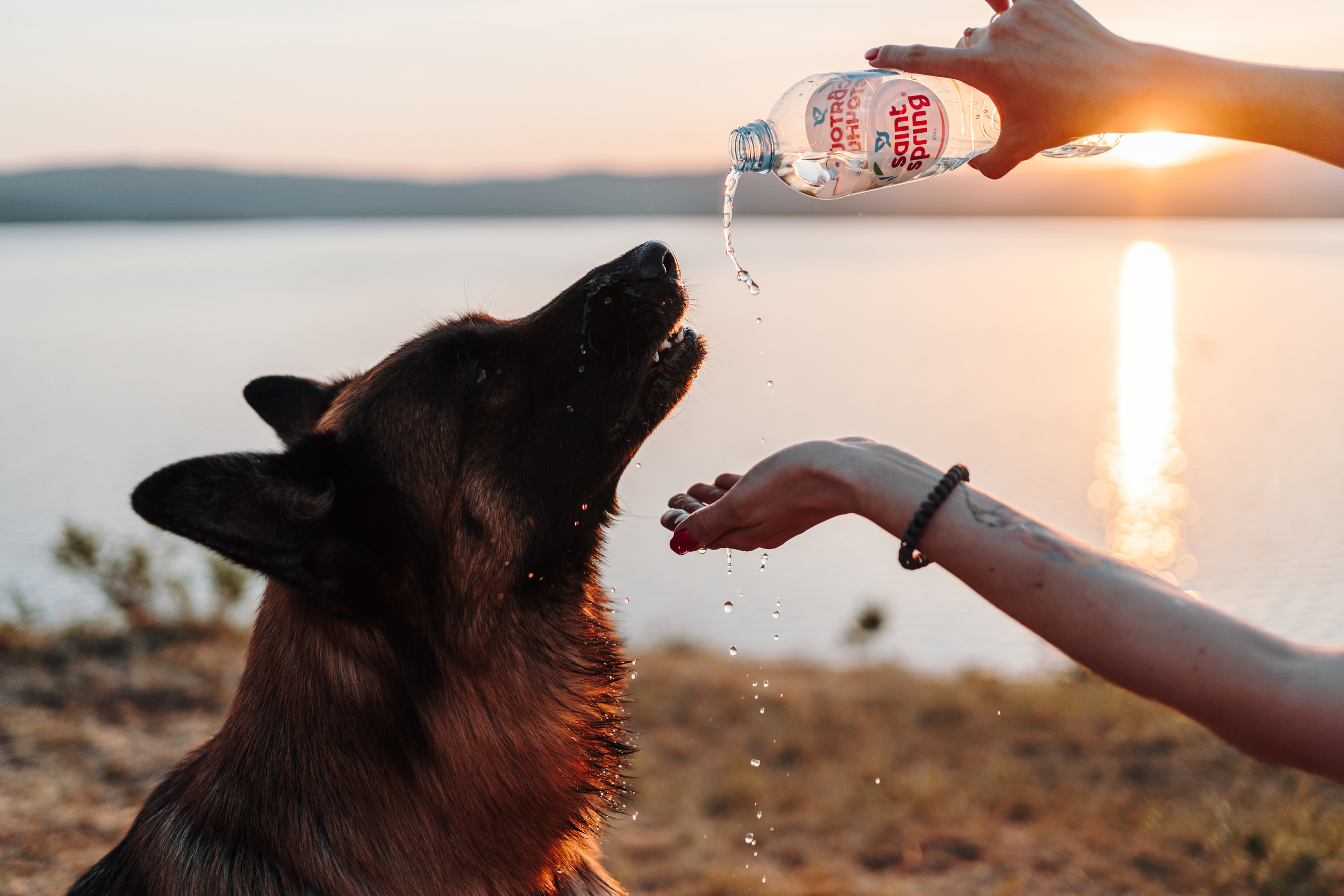 Хонда. Фотограф-анималист Анастасия Большакова