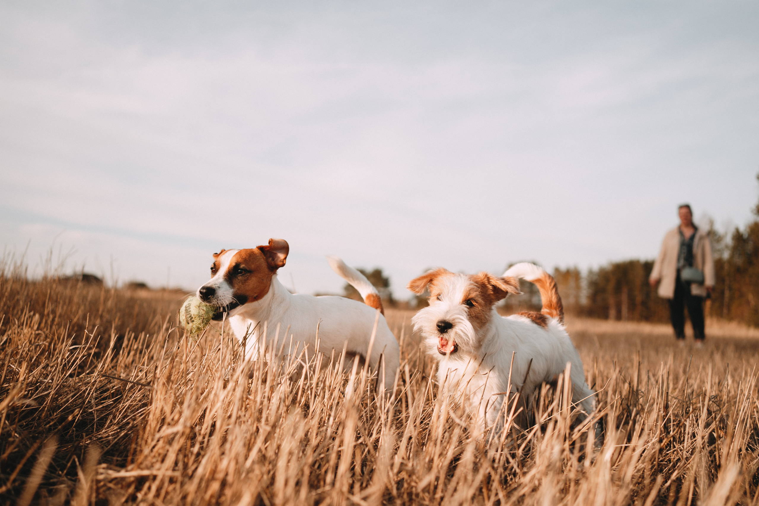 Арти и Тедди. Фотограф-анималист Анастасия Большакова