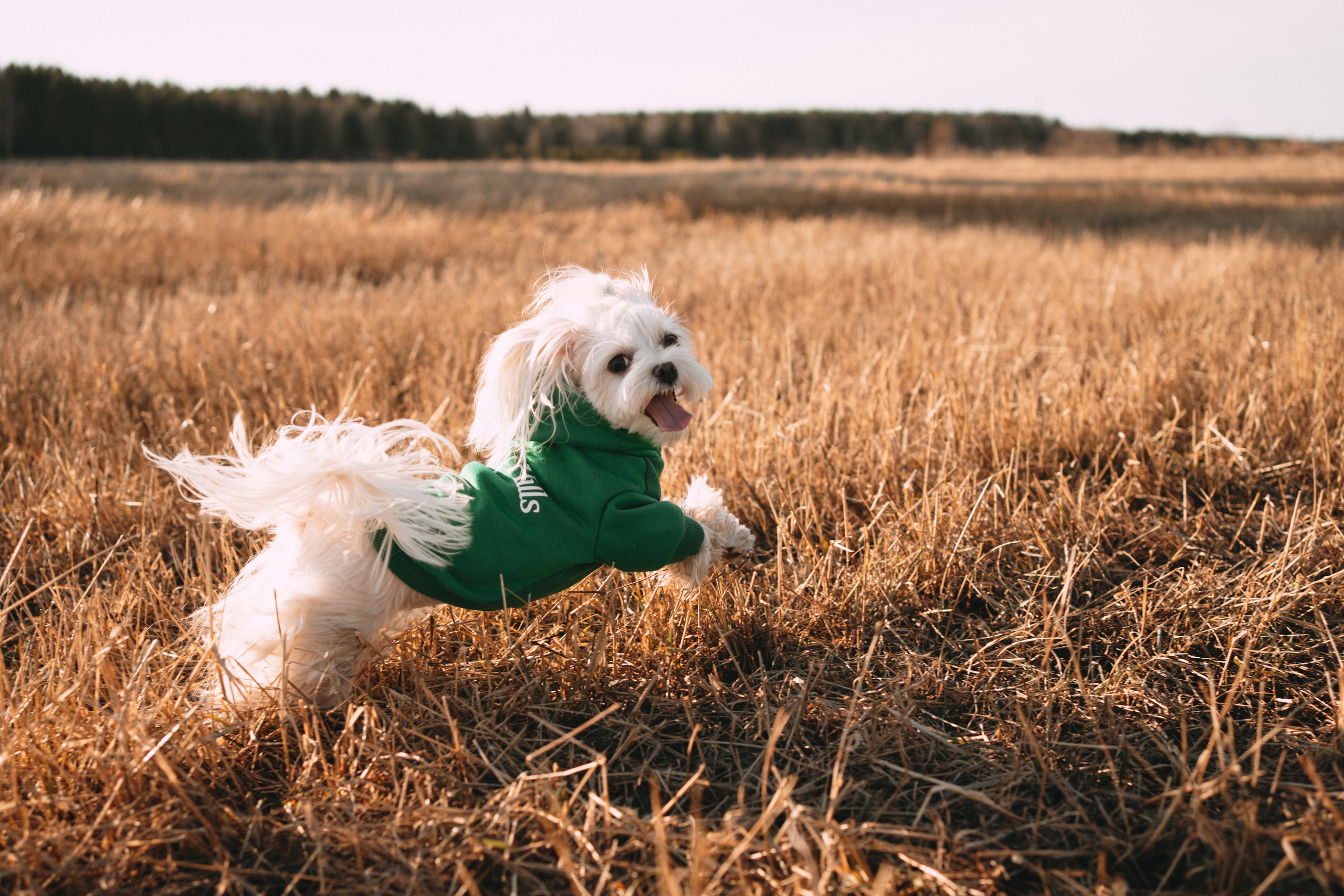 Лиза. Фотограф-анималист Анастасия Большакова