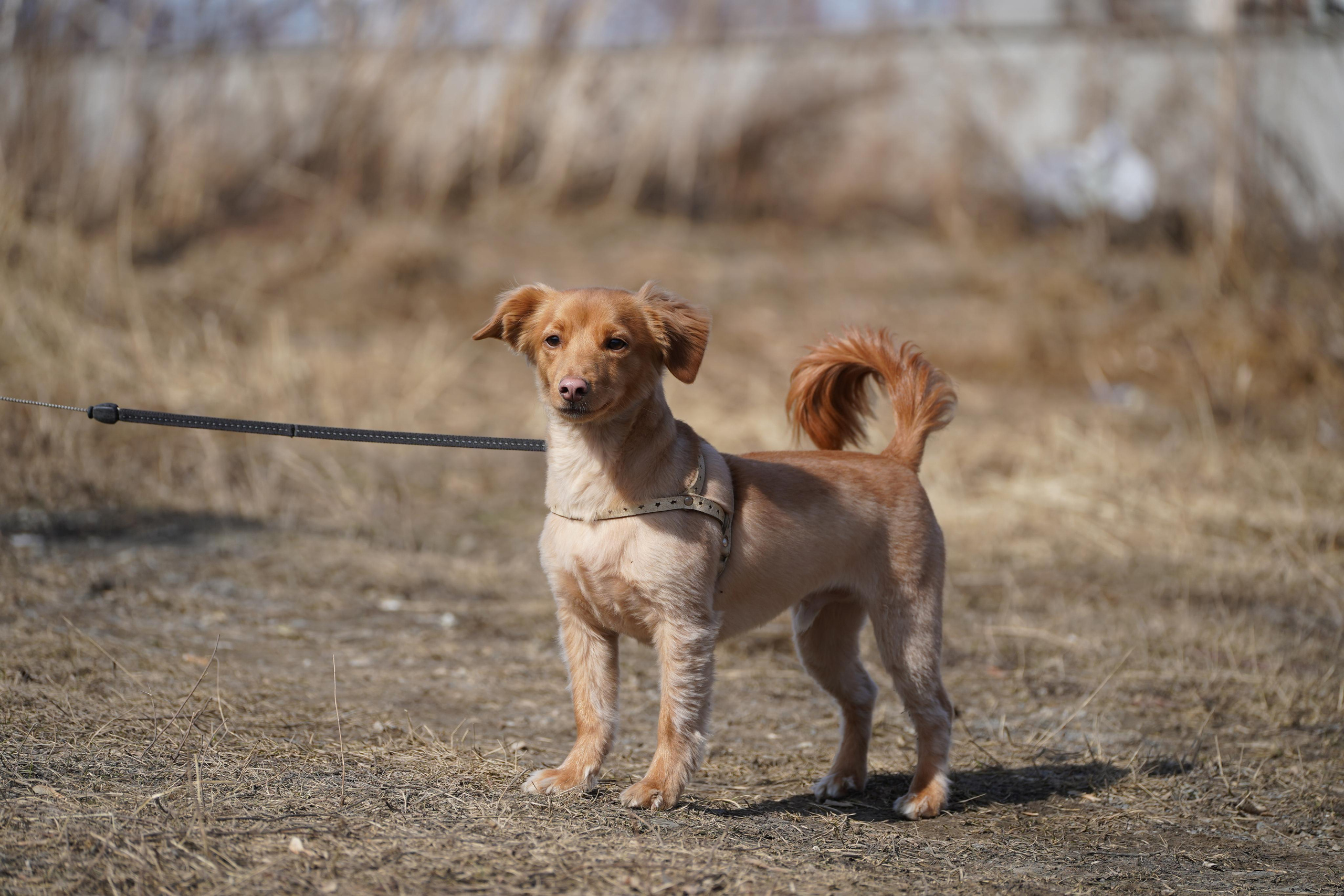 Клуб любителей собак «CANIS». Фотограф-анималист Анастасия Большакова