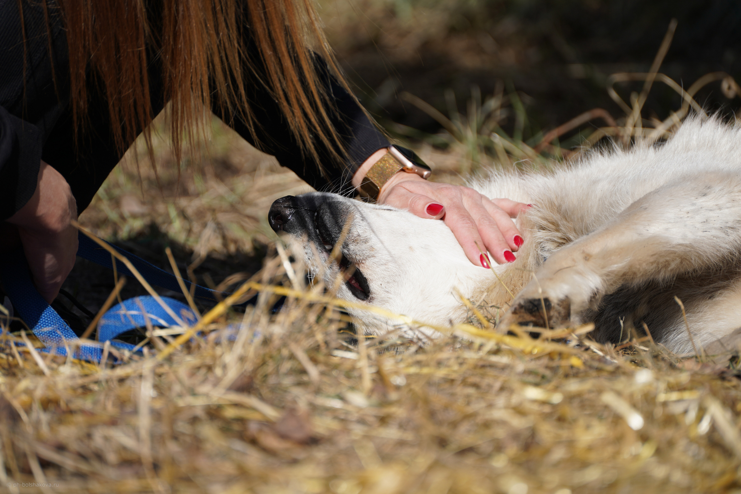 Подопечные приюта. Фотограф-анималист Анастасия Большакова