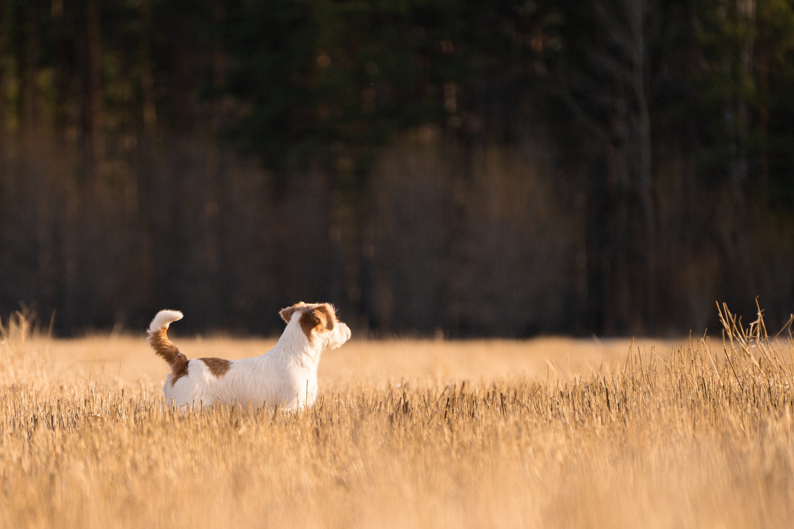 Арти и Тедди. Фотограф-анималист Анастасия Большакова