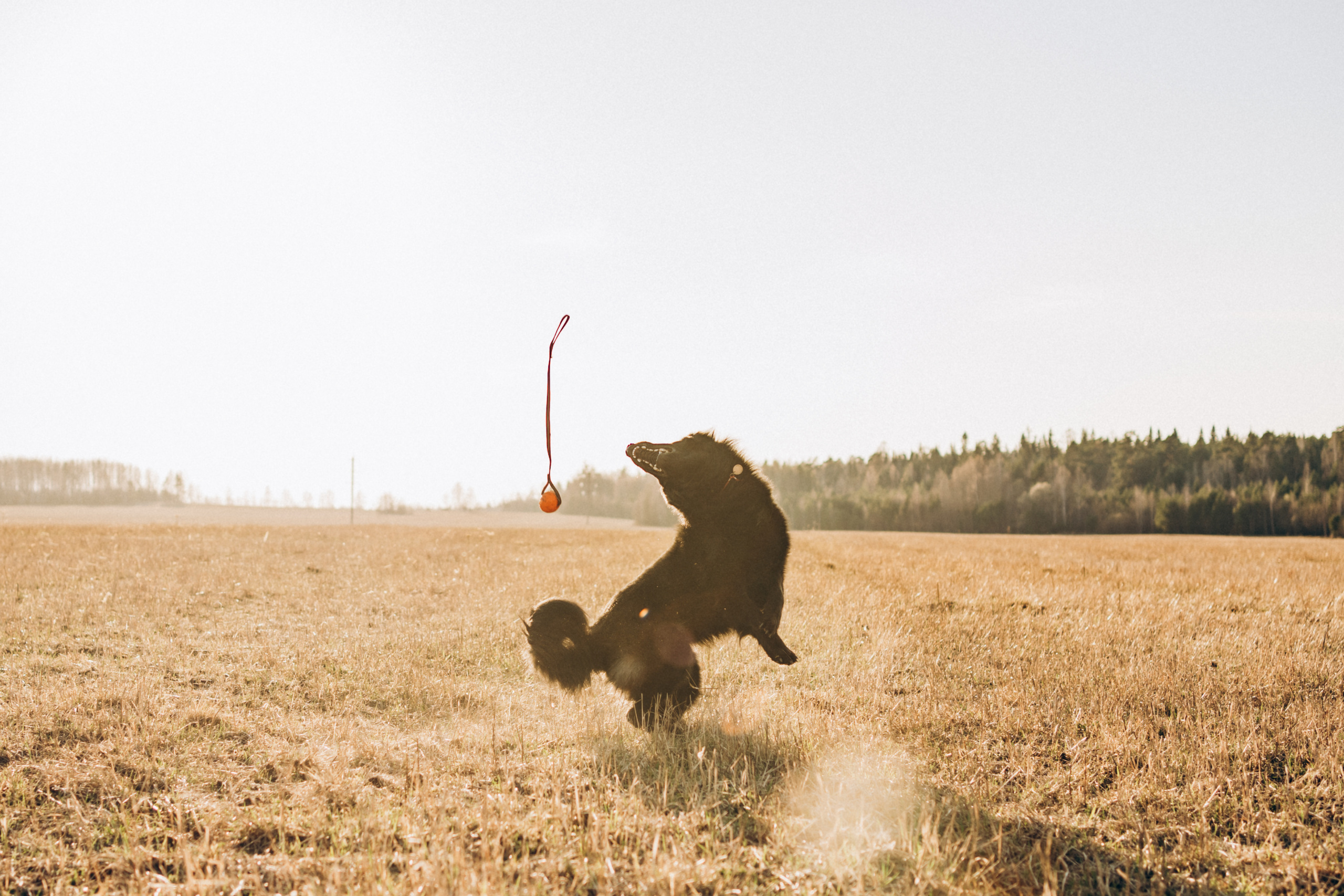 Кай. Фотограф-анималист Анастасия Большакова