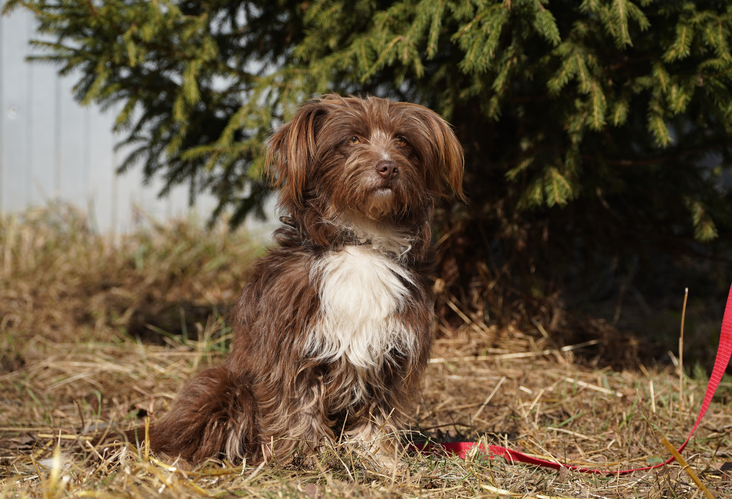 Подопечные приюта. Фотограф-анималист Анастасия Большакова