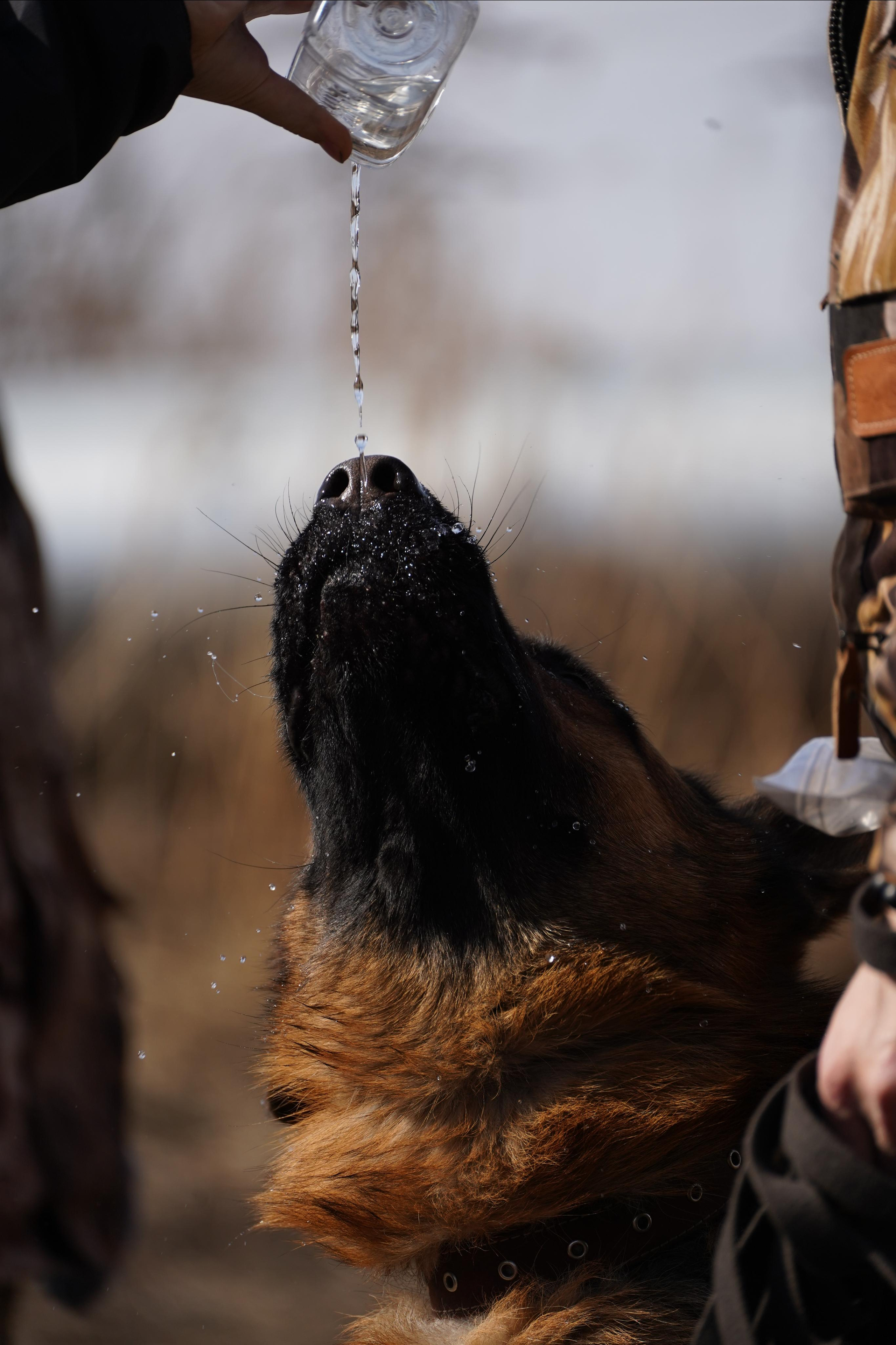 Клуб любителей собак «CANIS». Фотограф-анималист Анастасия Большакова