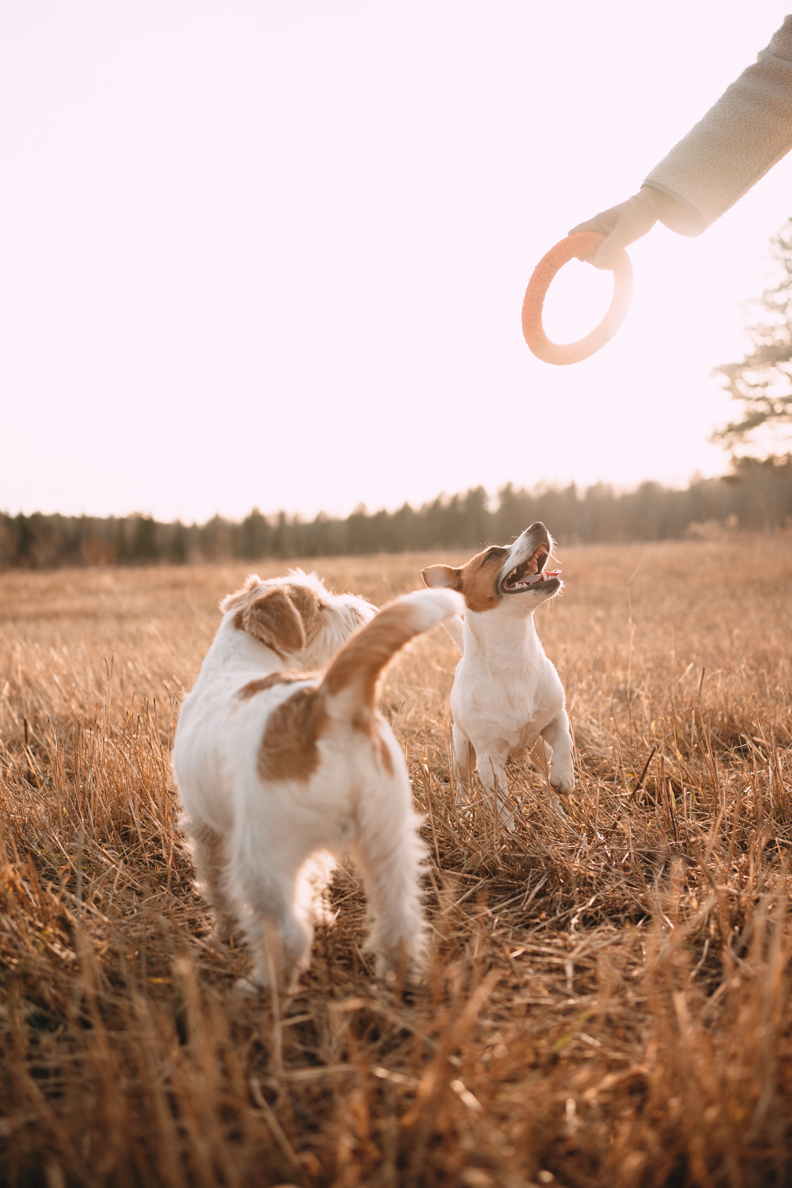 Арти и Тедди. Фотограф-анималист Анастасия Большакова