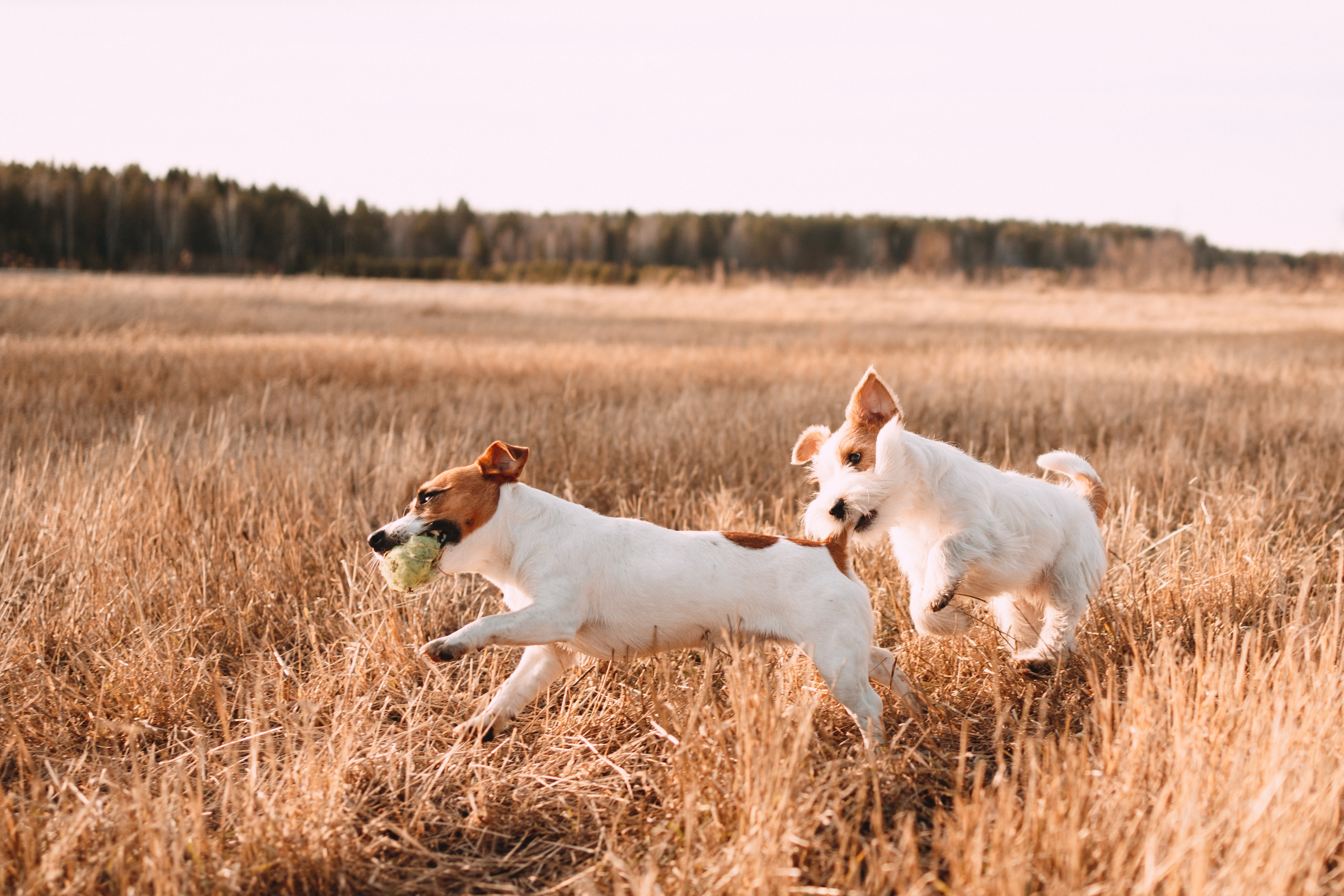 Арти и Тедди. Фотограф-анималист Анастасия Большакова