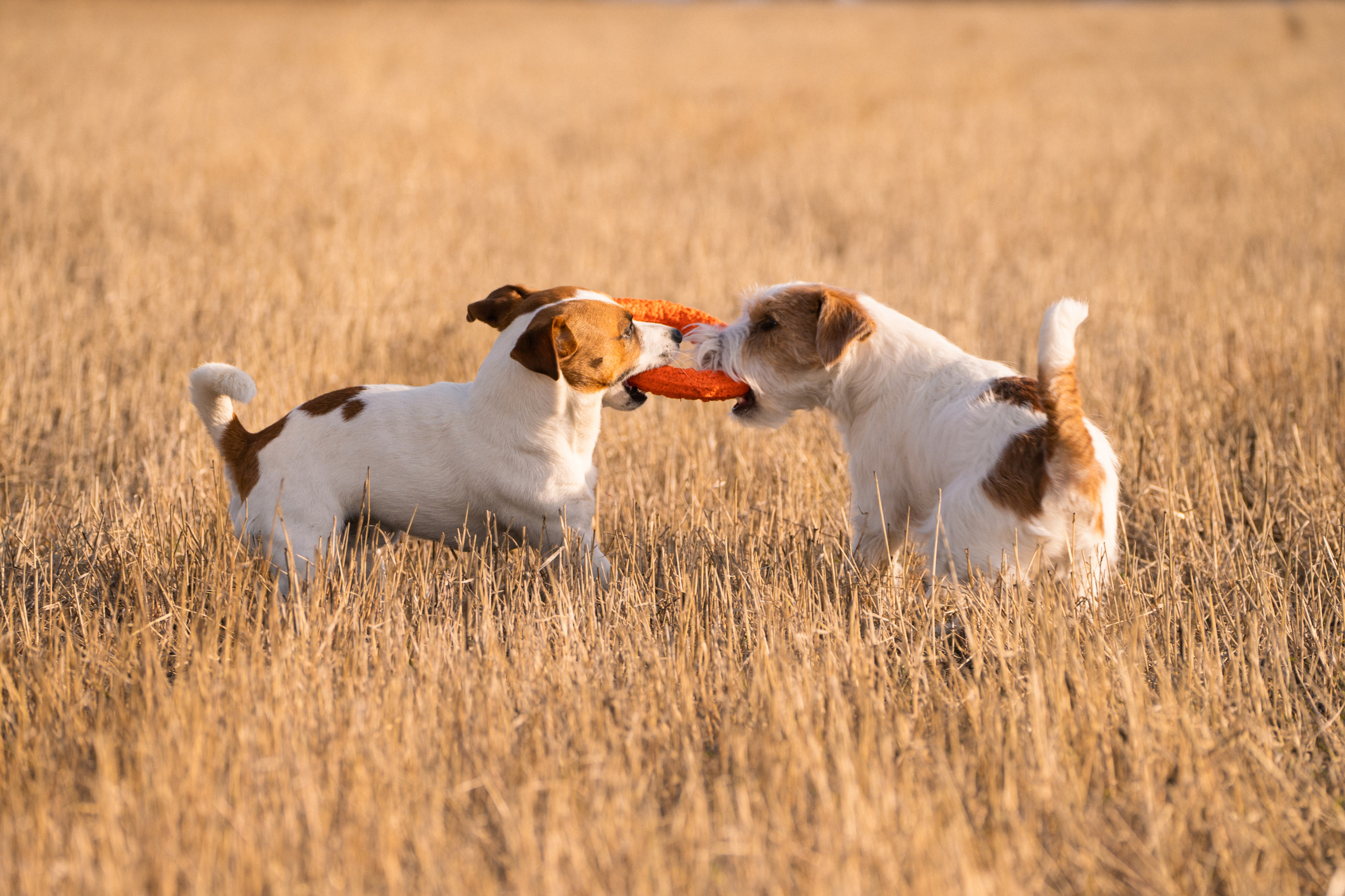 Арти и Тедди. Фотограф-анималист Анастасия Большакова