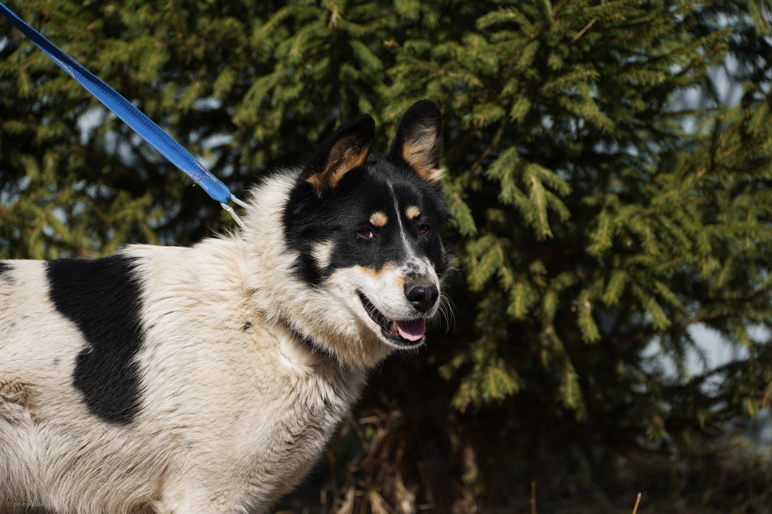 Подопечные приюта. Фотограф-анималист Анастасия Большакова