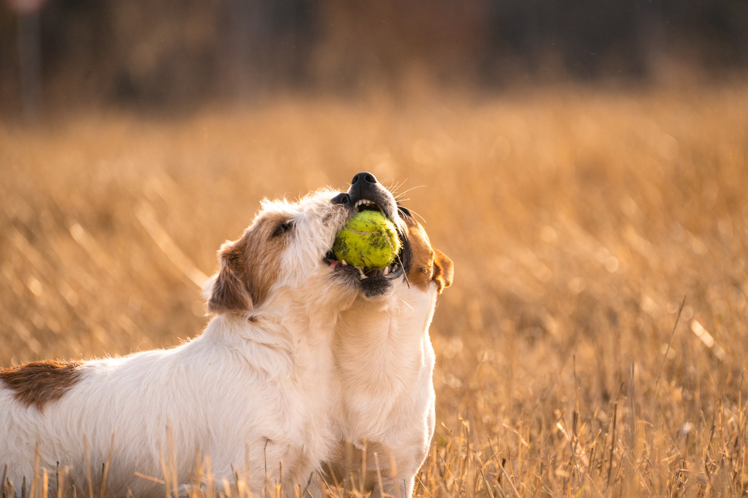Арти и Тедди. Фотограф-анималист Анастасия Большакова
