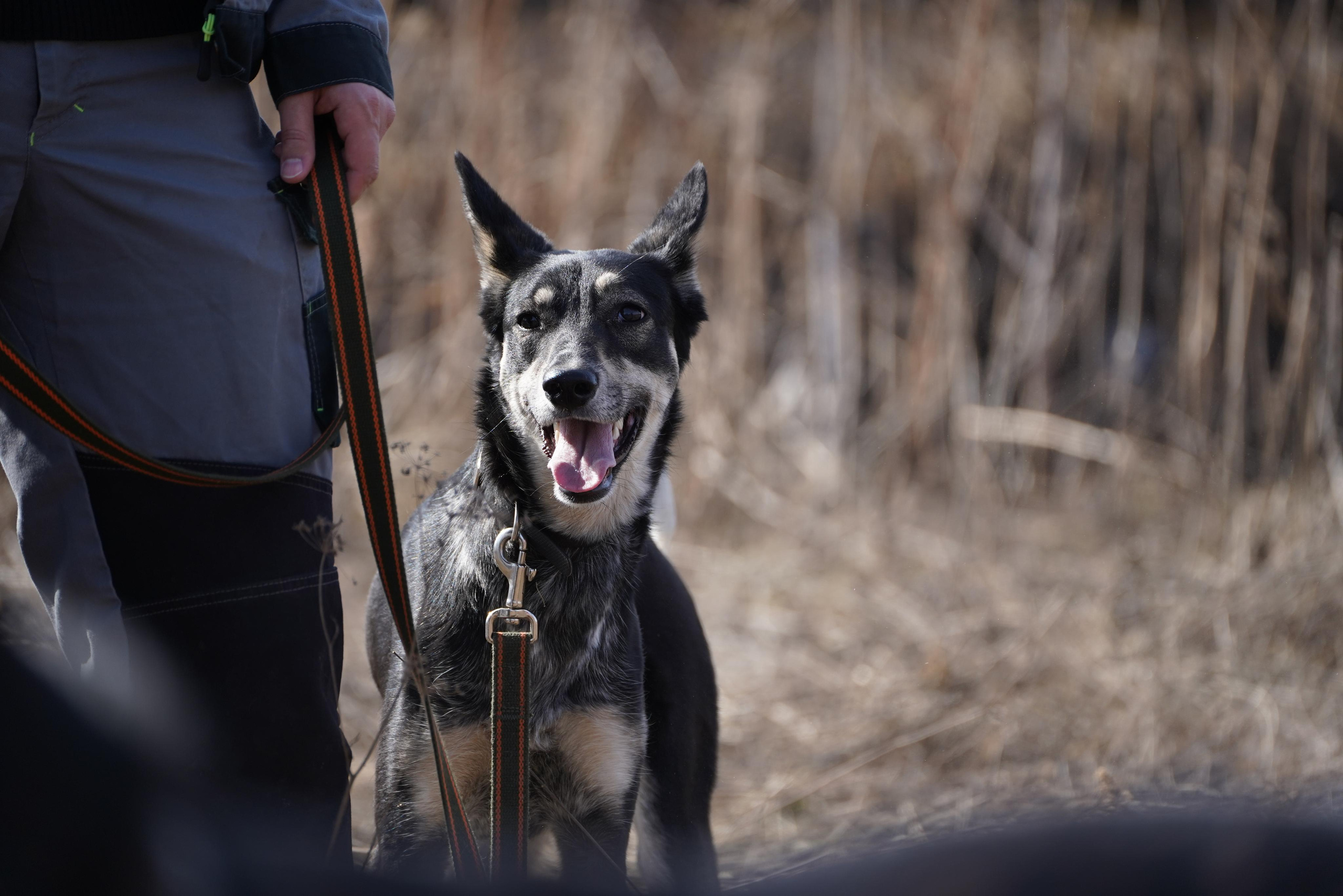 Клуб любителей собак «CANIS». Фотограф-анималист Анастасия Большакова