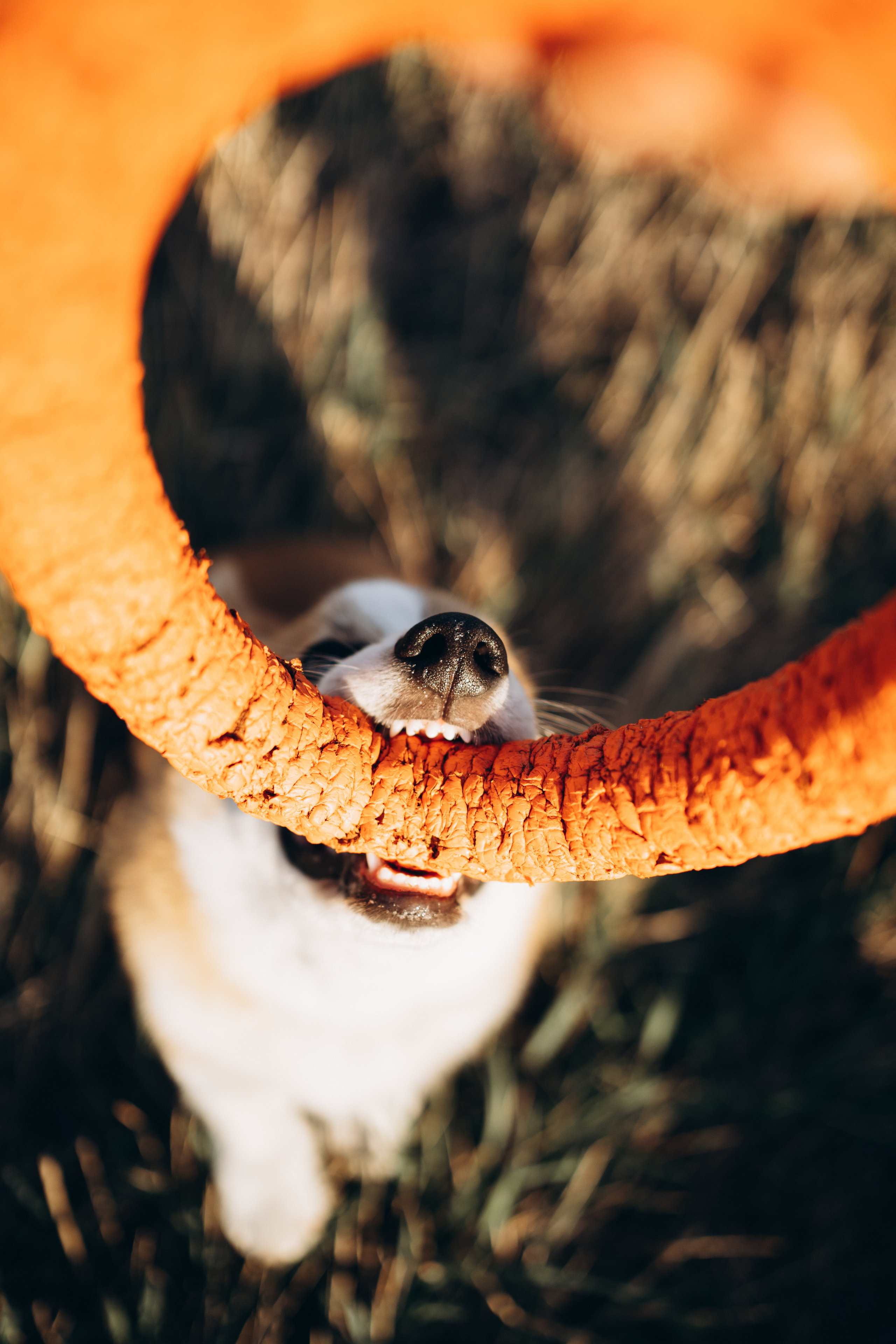 Тако. Фотограф-анималист Анастасия Большакова