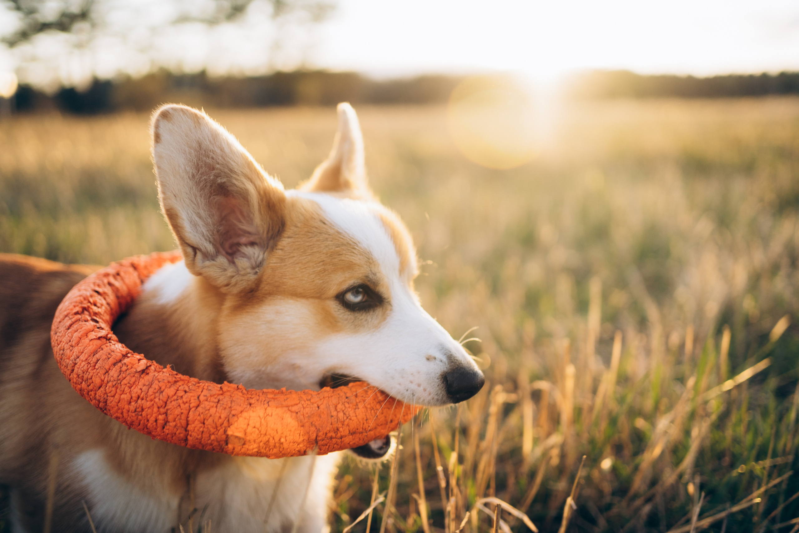 Тако. Фотограф-анималист Анастасия Большакова