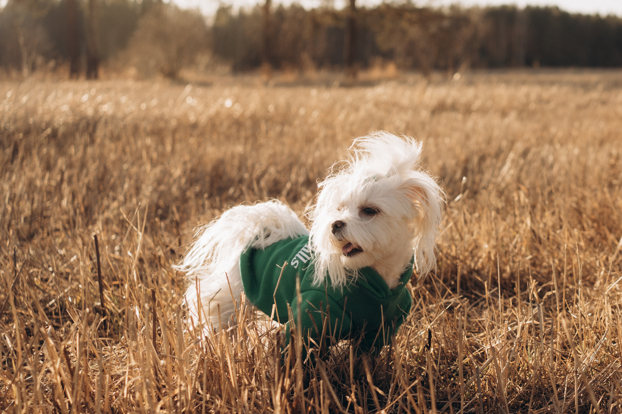 Лиза. Фотограф-анималист Анастасия Большакова