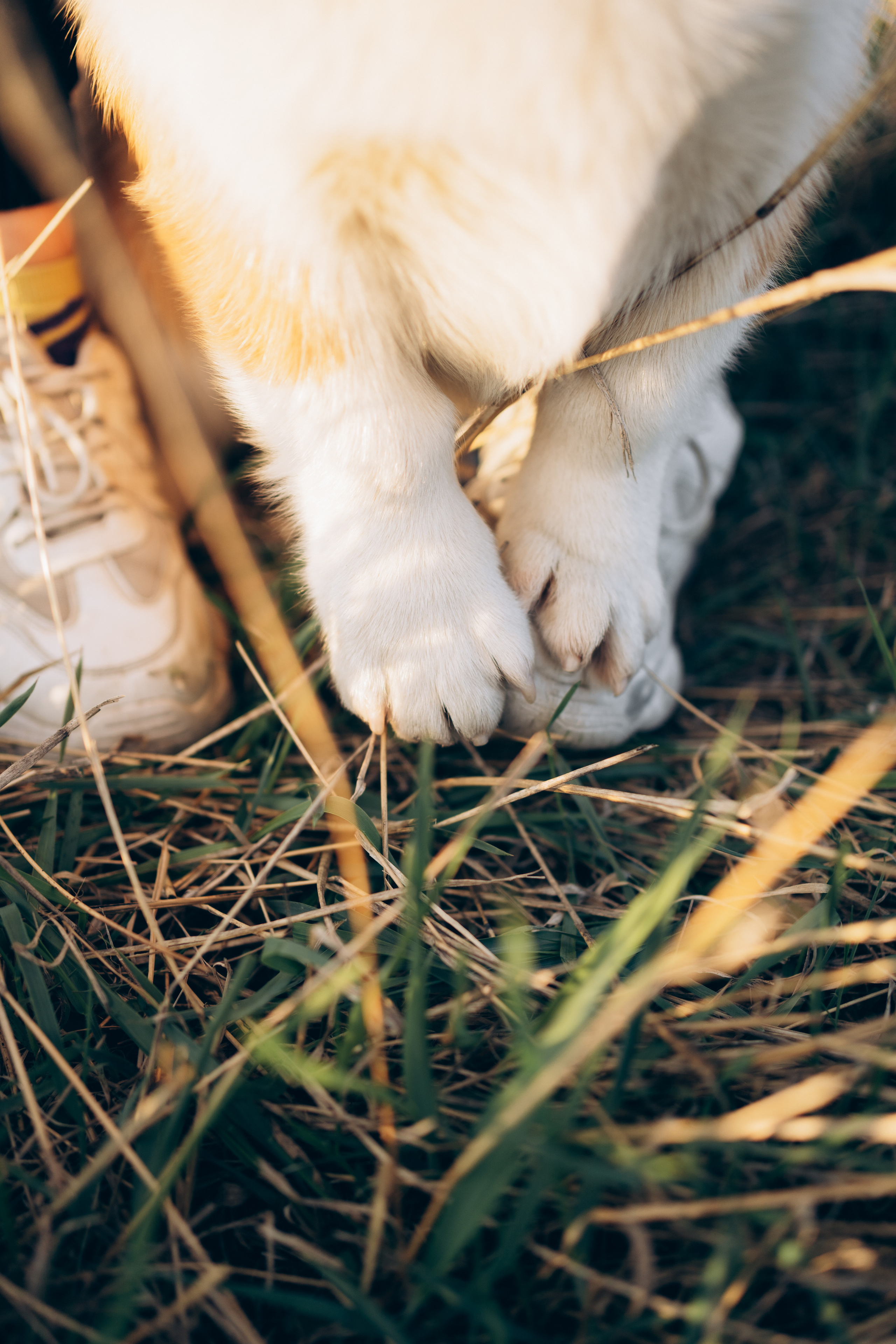 Тако. Фотограф-анималист Анастасия Большакова