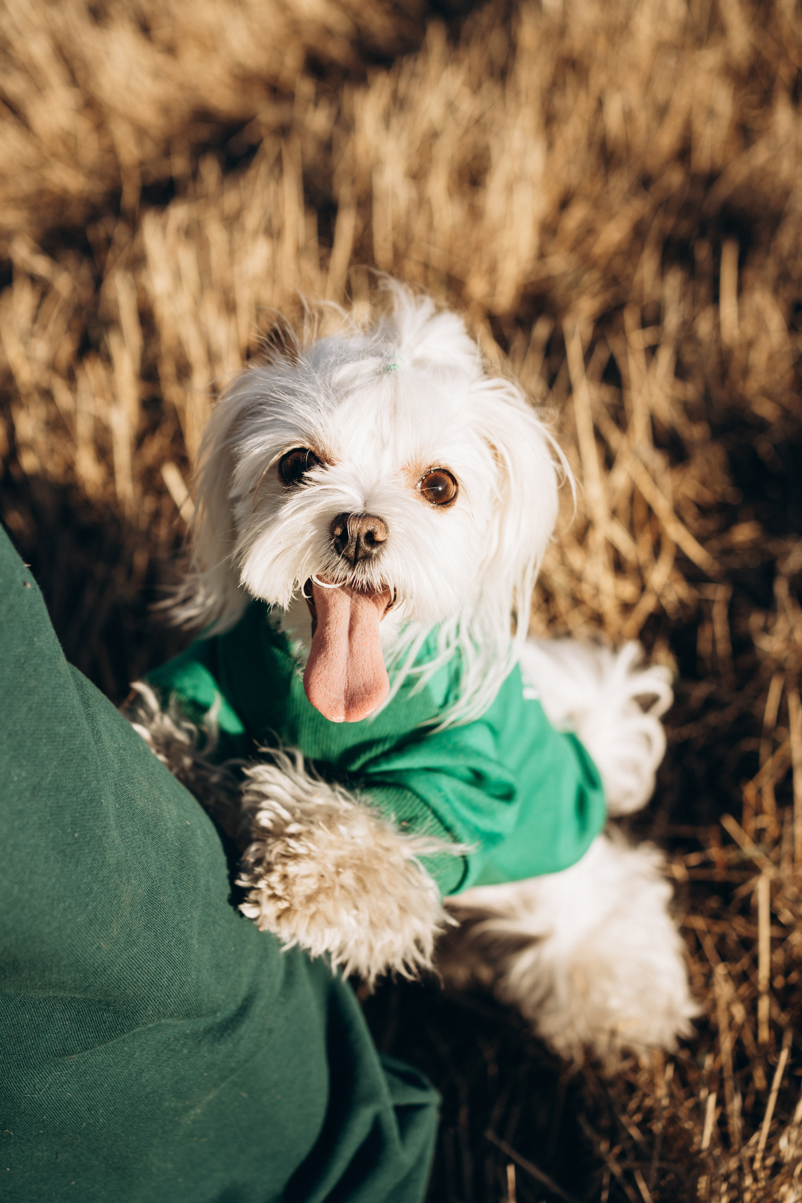 Лиза. Фотограф-анималист Анастасия Большакова