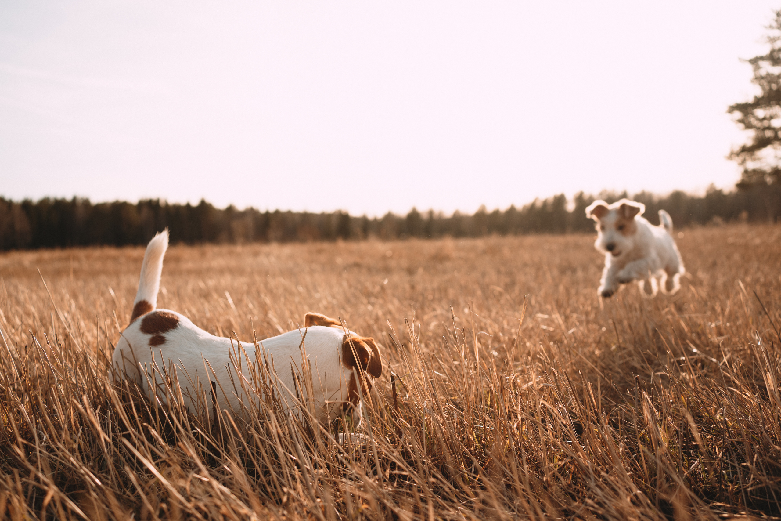 Арти и Тедди. Фотограф-анималист Анастасия Большакова