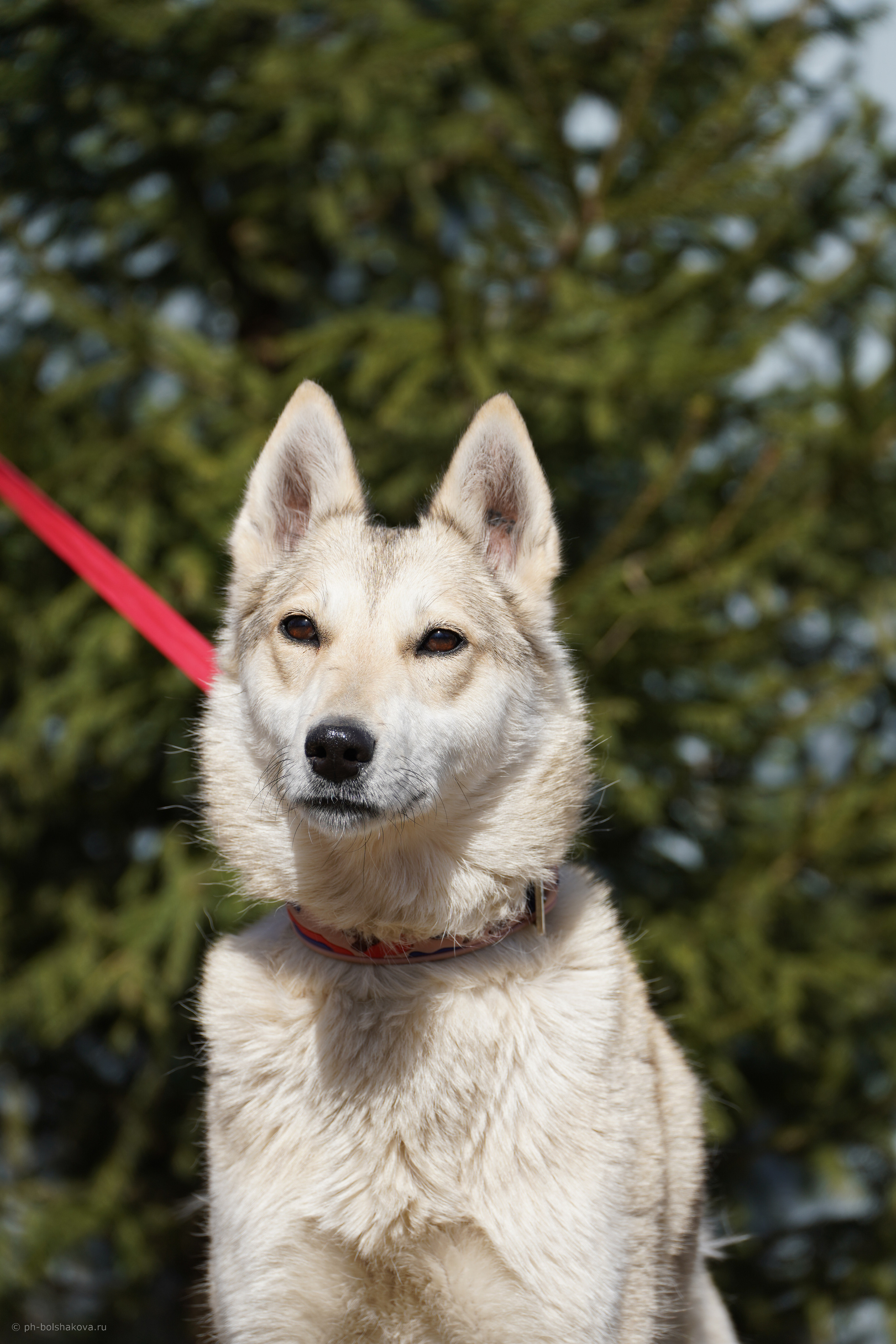 Подопечные приюта. Фотограф-анималист Анастасия Большакова