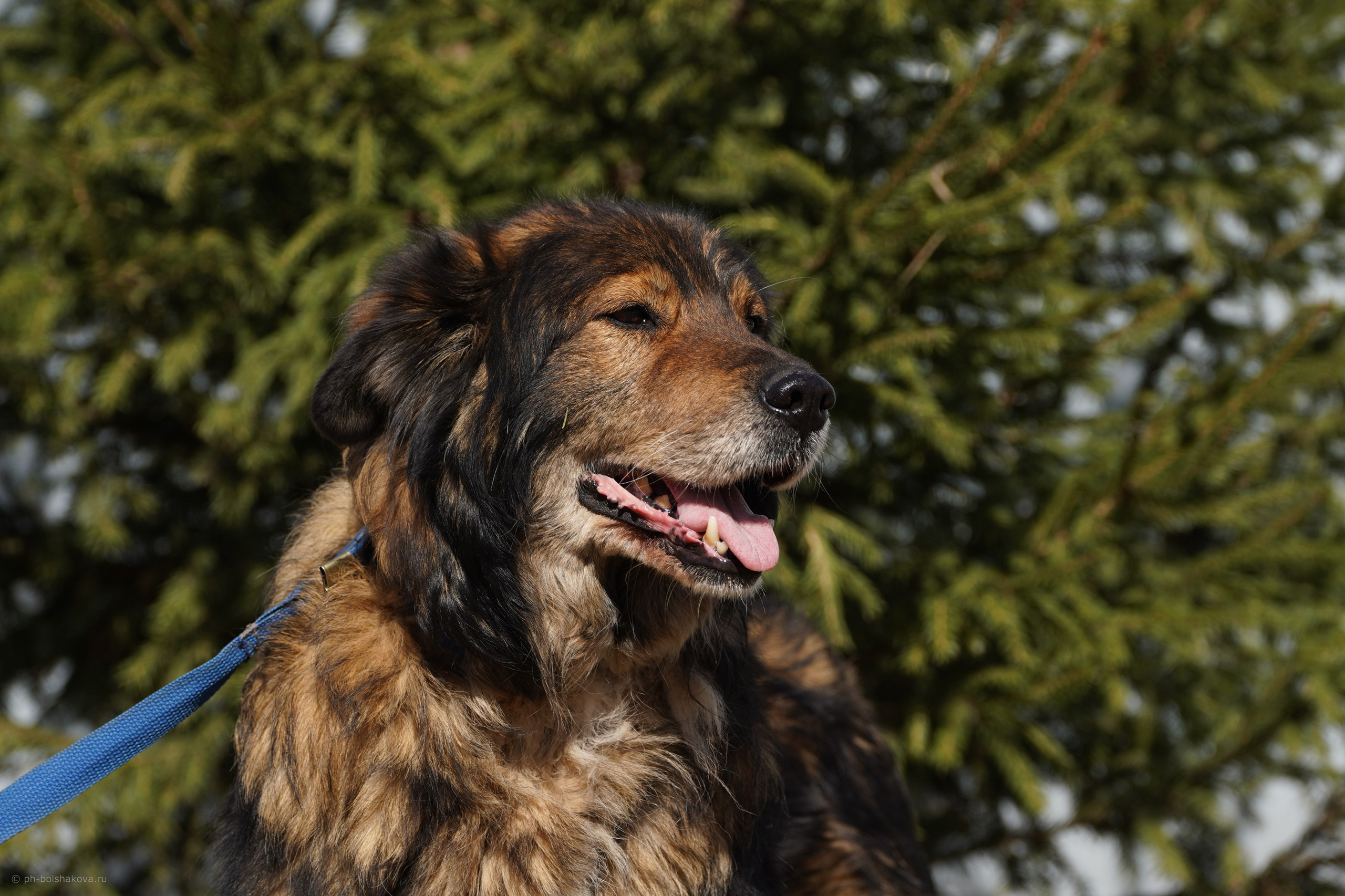 Подопечные приюта. Фотограф-анималист Анастасия Большакова