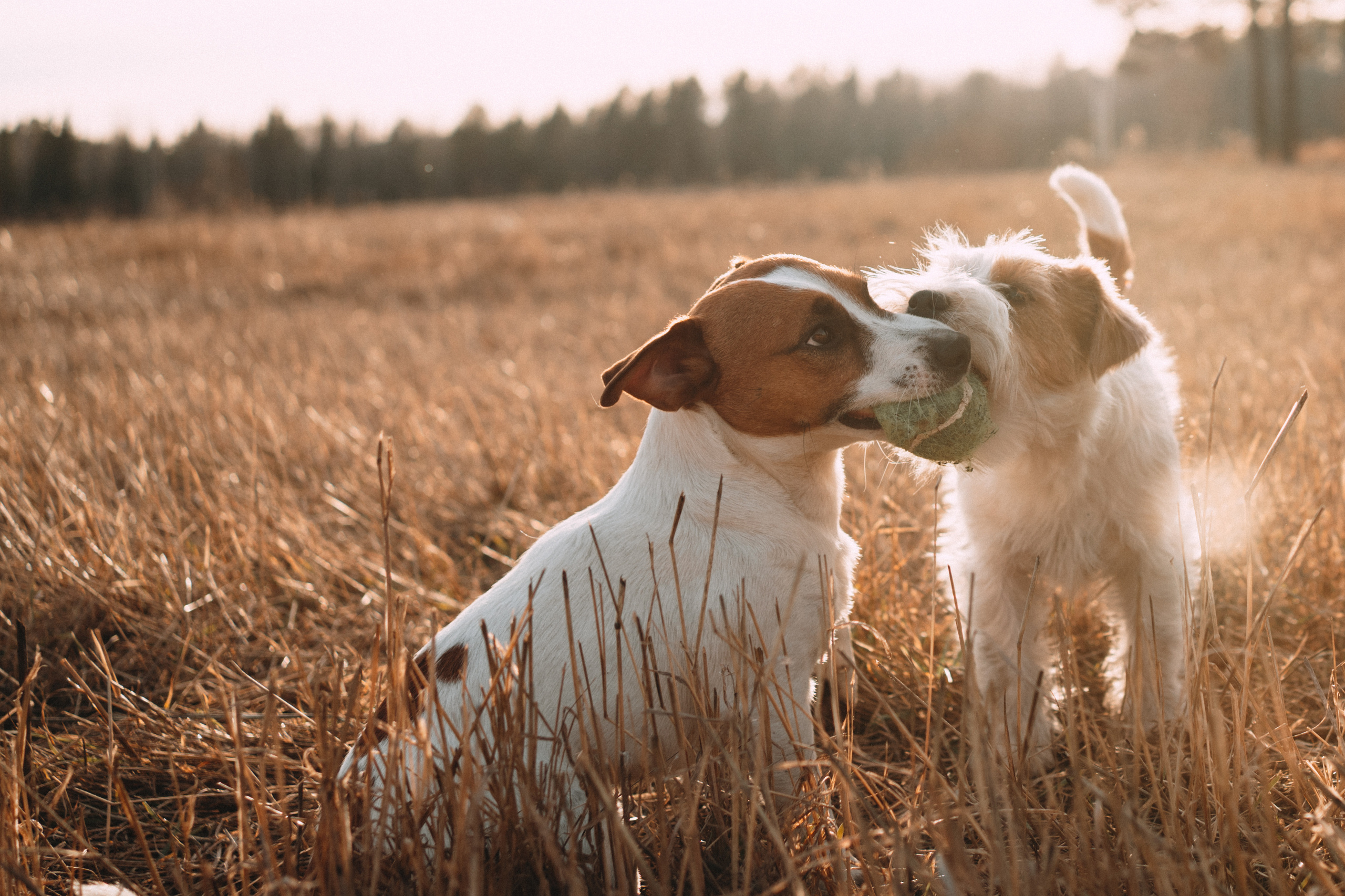 Арти и Тедди. Фотограф-анималист Анастасия Большакова