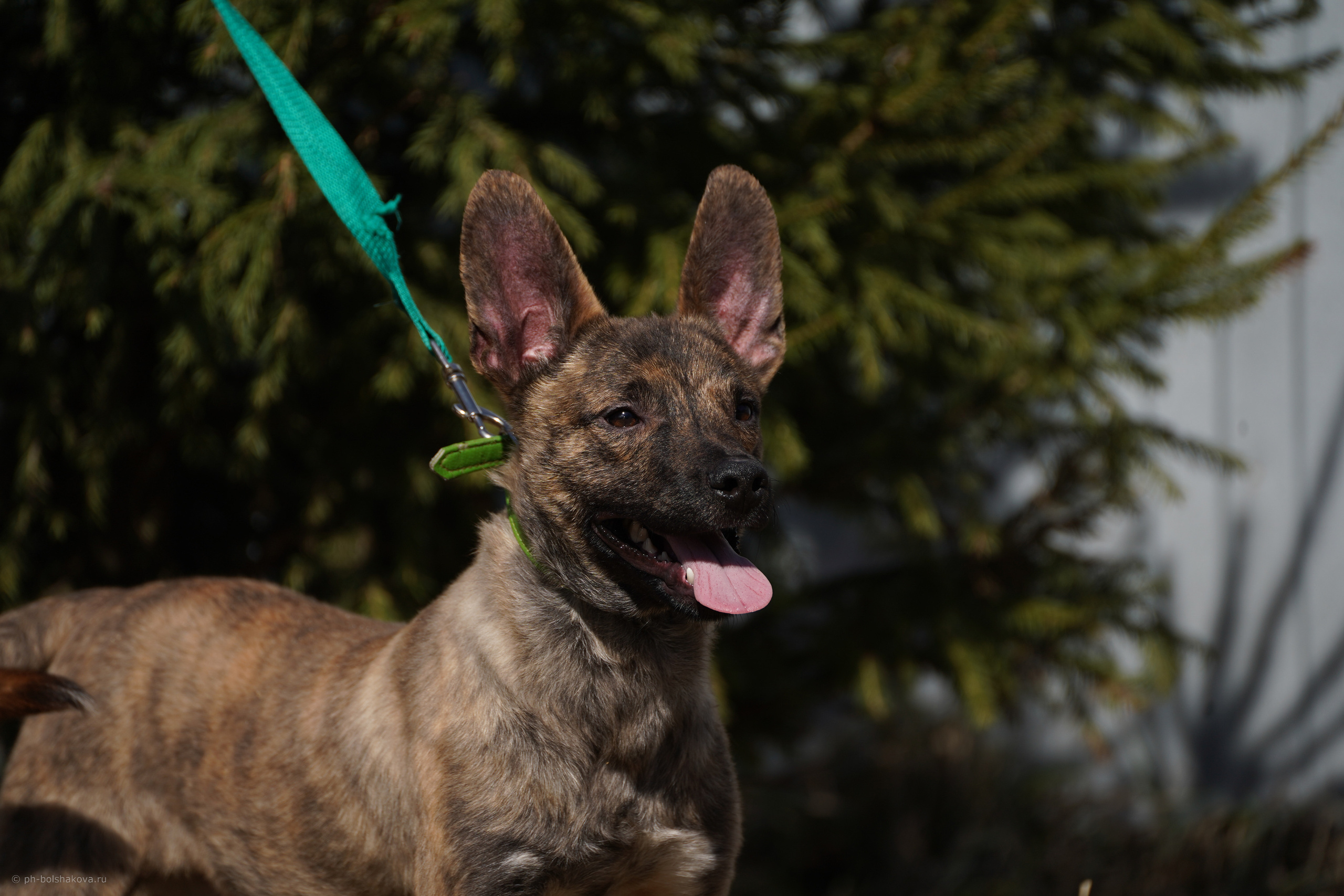 Подопечные приюта. Фотограф-анималист Анастасия Большакова