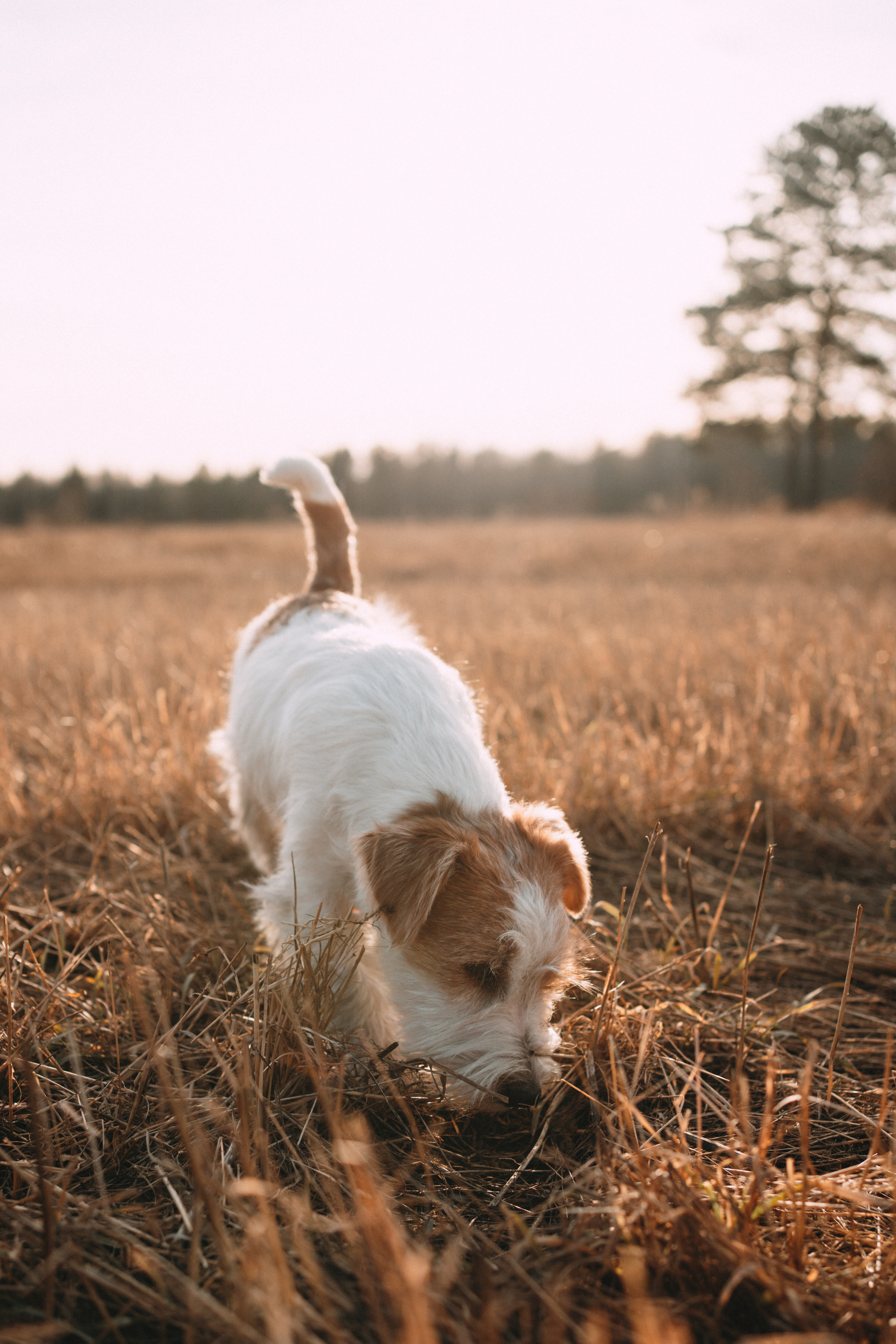 Арти и Тедди. Фотограф-анималист Анастасия Большакова