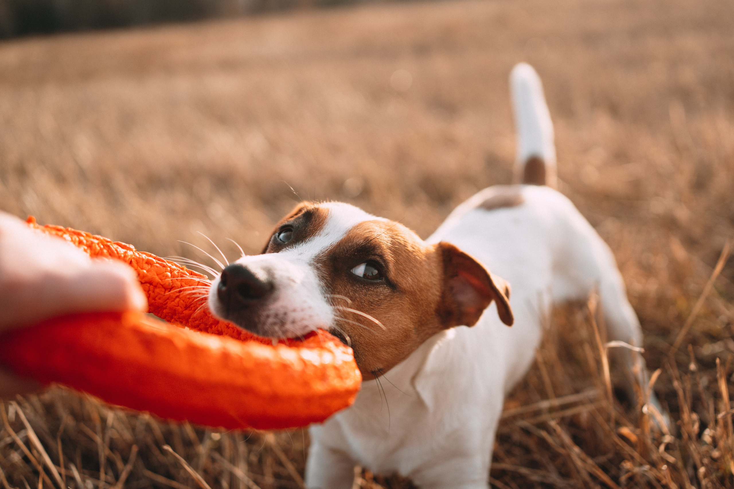 Арти и Тедди. Фотограф-анималист Анастасия Большакова