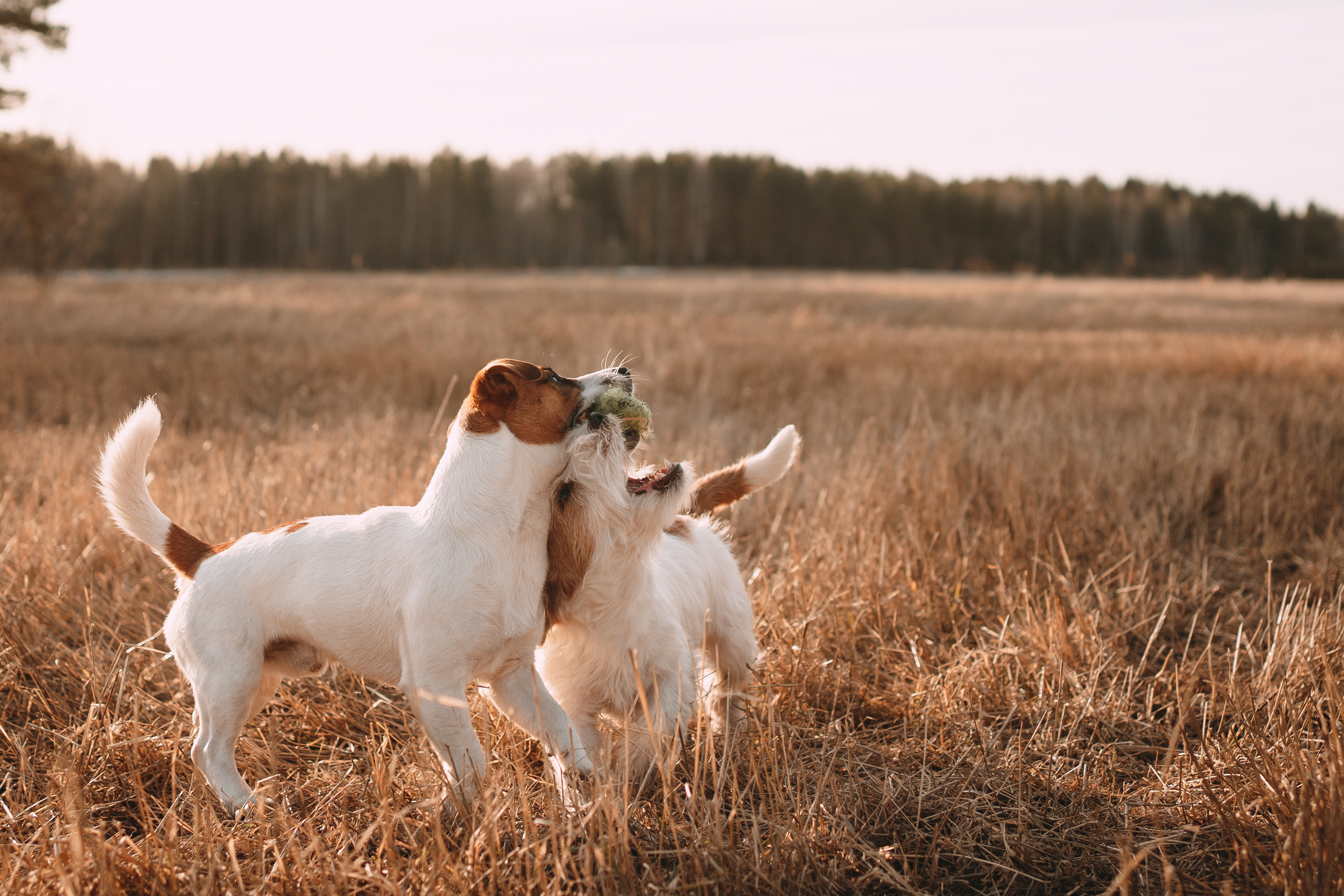 Арти и Тедди. Фотограф-анималист Анастасия Большакова