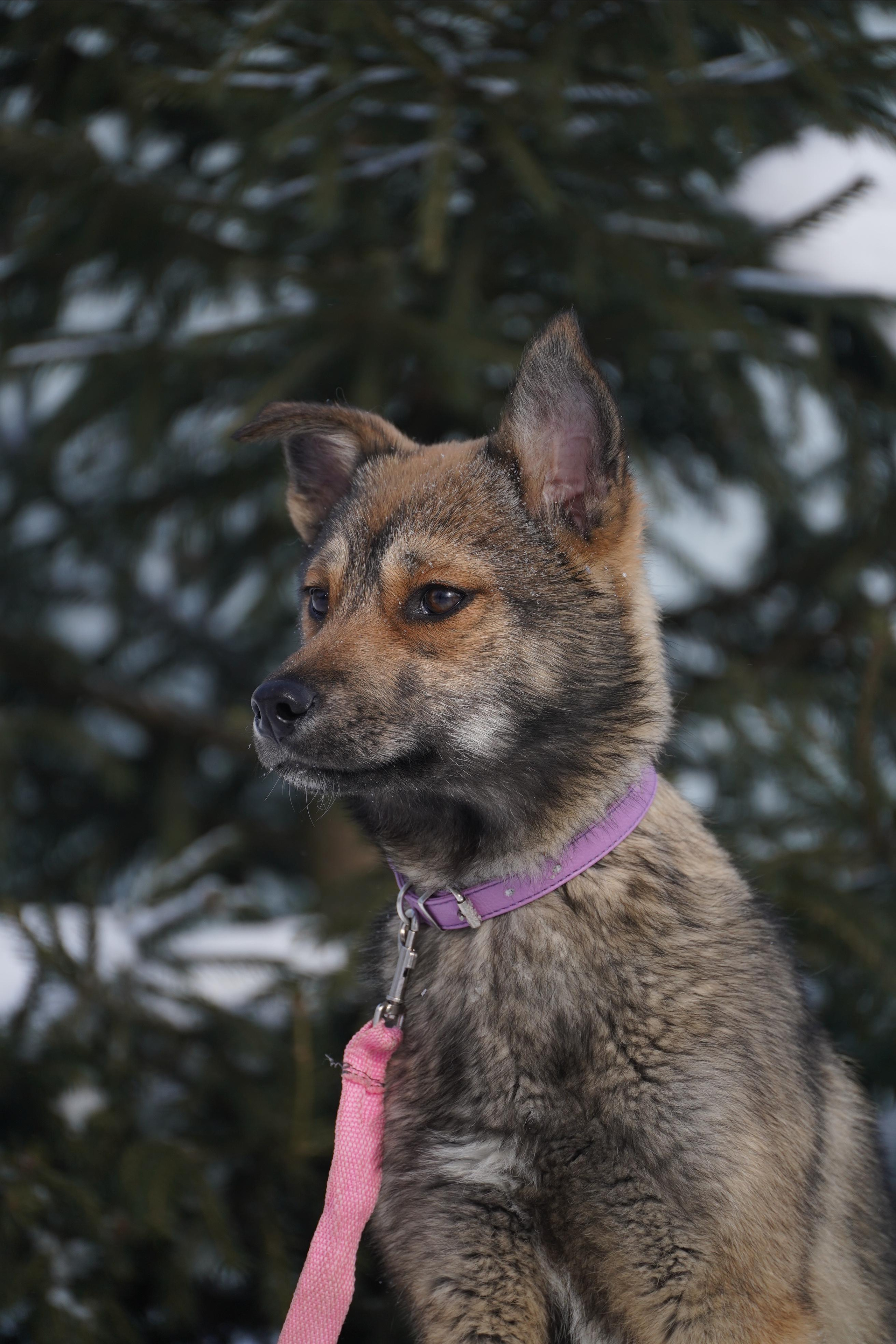 Подопечные приюта. Фотограф-анималист Анастасия Большакова