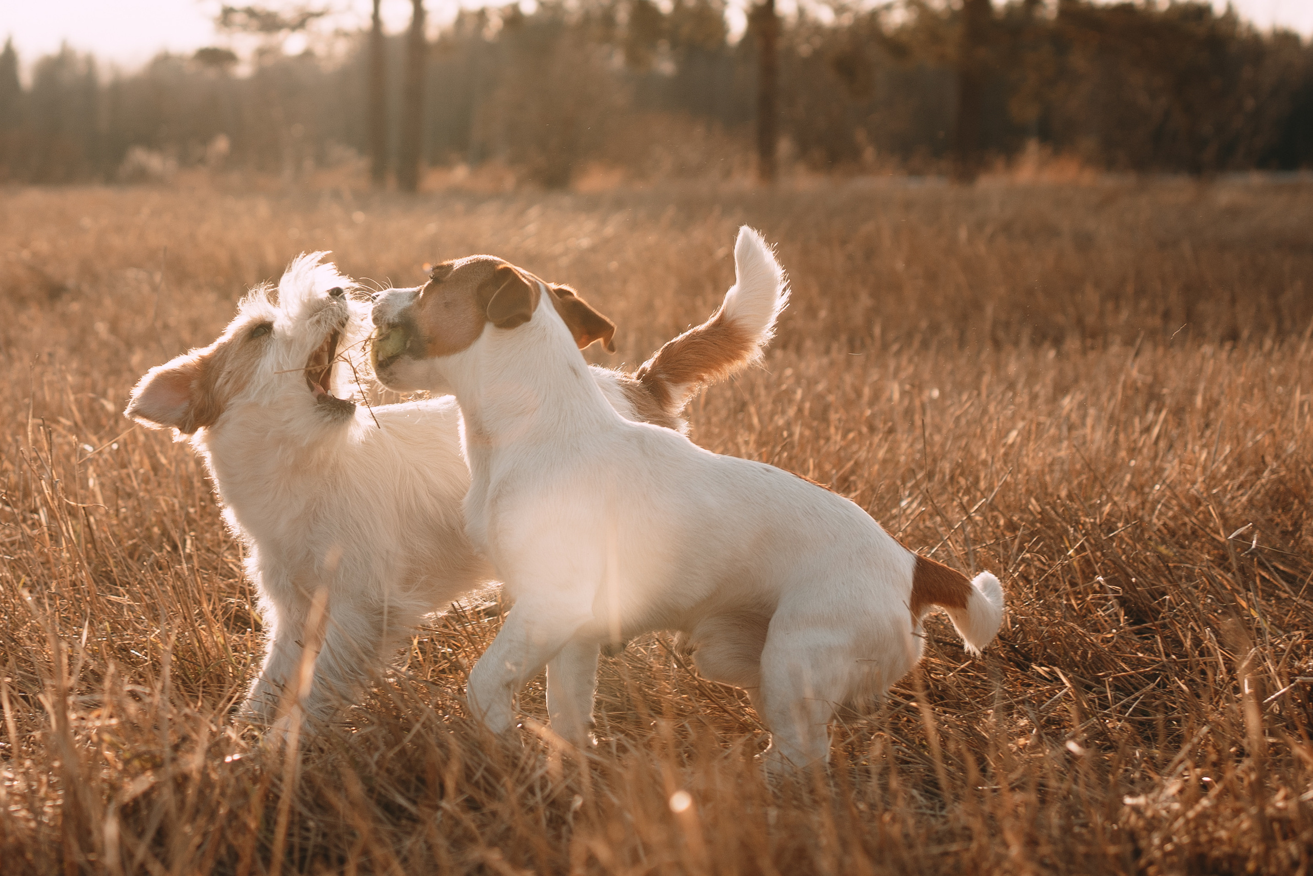 Арти и Тедди. Фотограф-анималист Анастасия Большакова