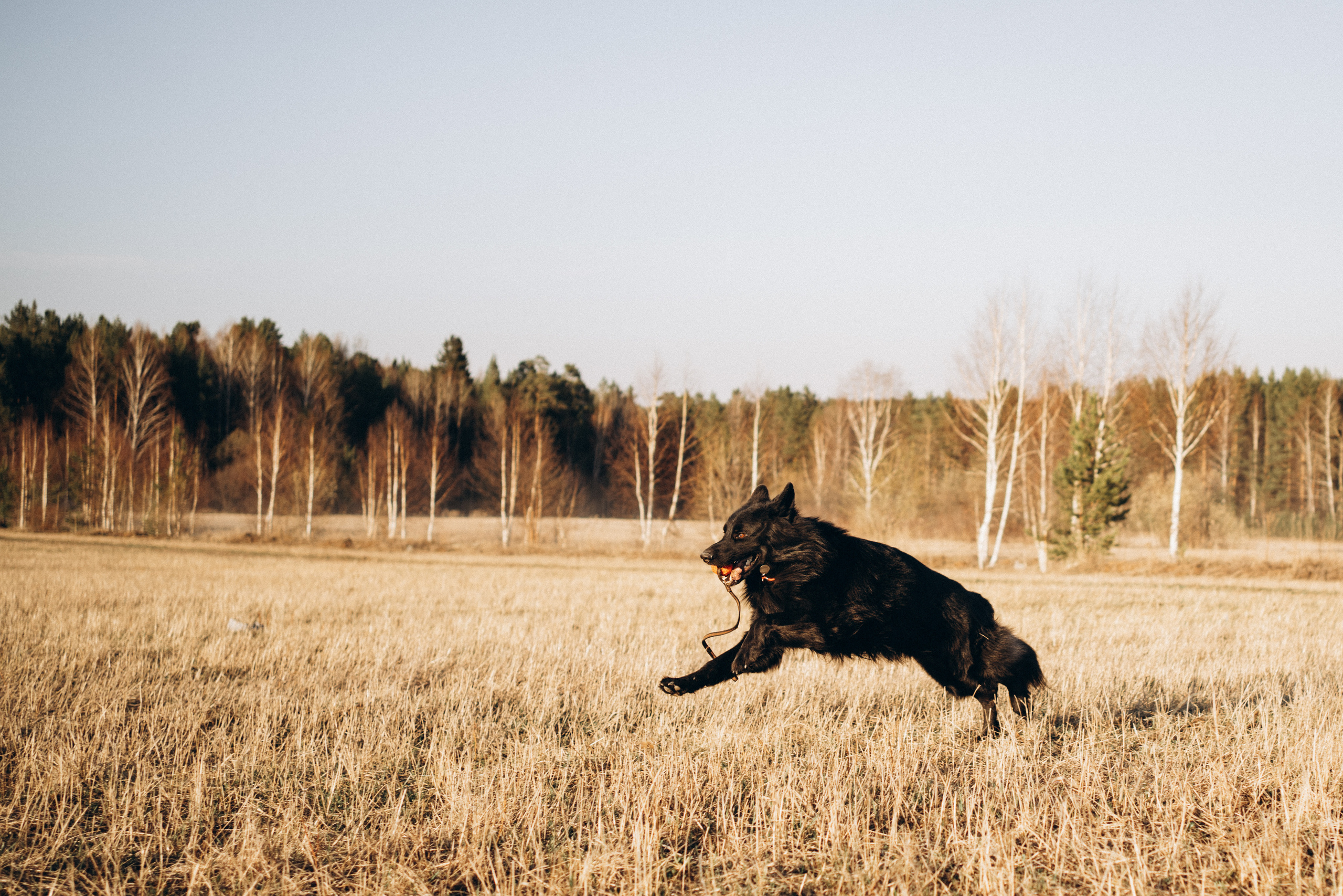 Кай. Фотограф-анималист Анастасия Большакова