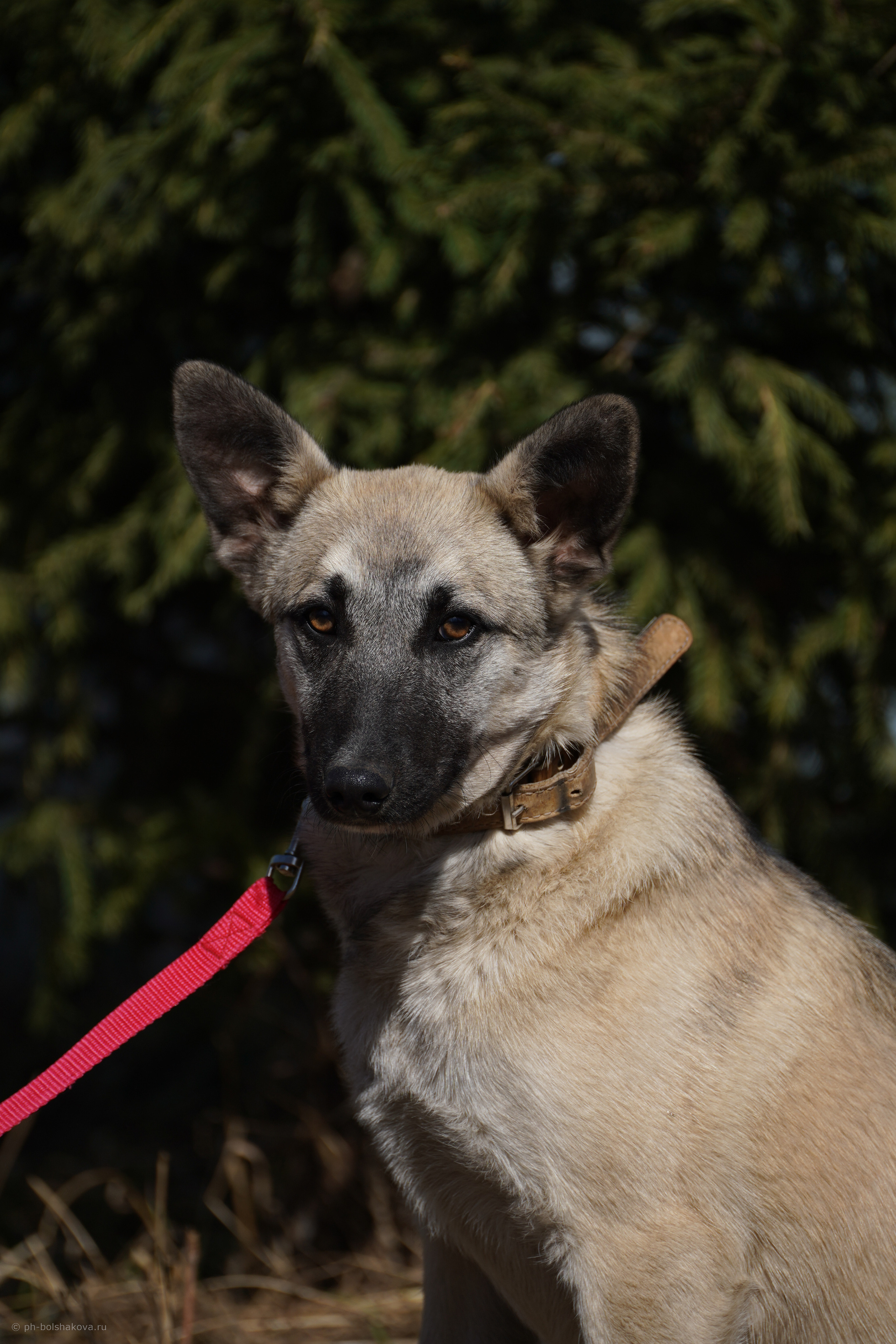 Подопечные приюта. Фотограф-анималист Анастасия Большакова